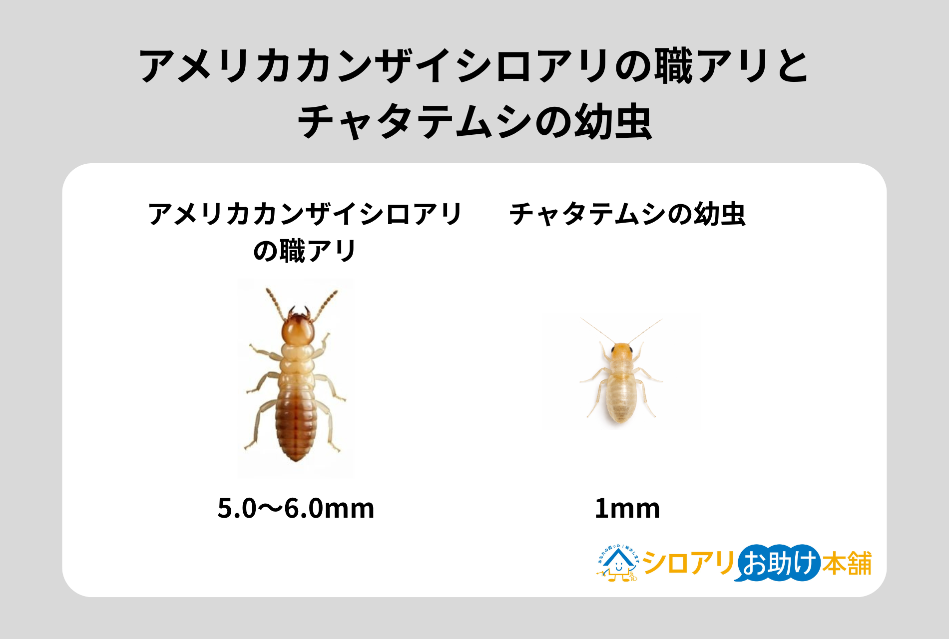 アメリカカンザイシロアリの職アリとチャタテムシの幼虫