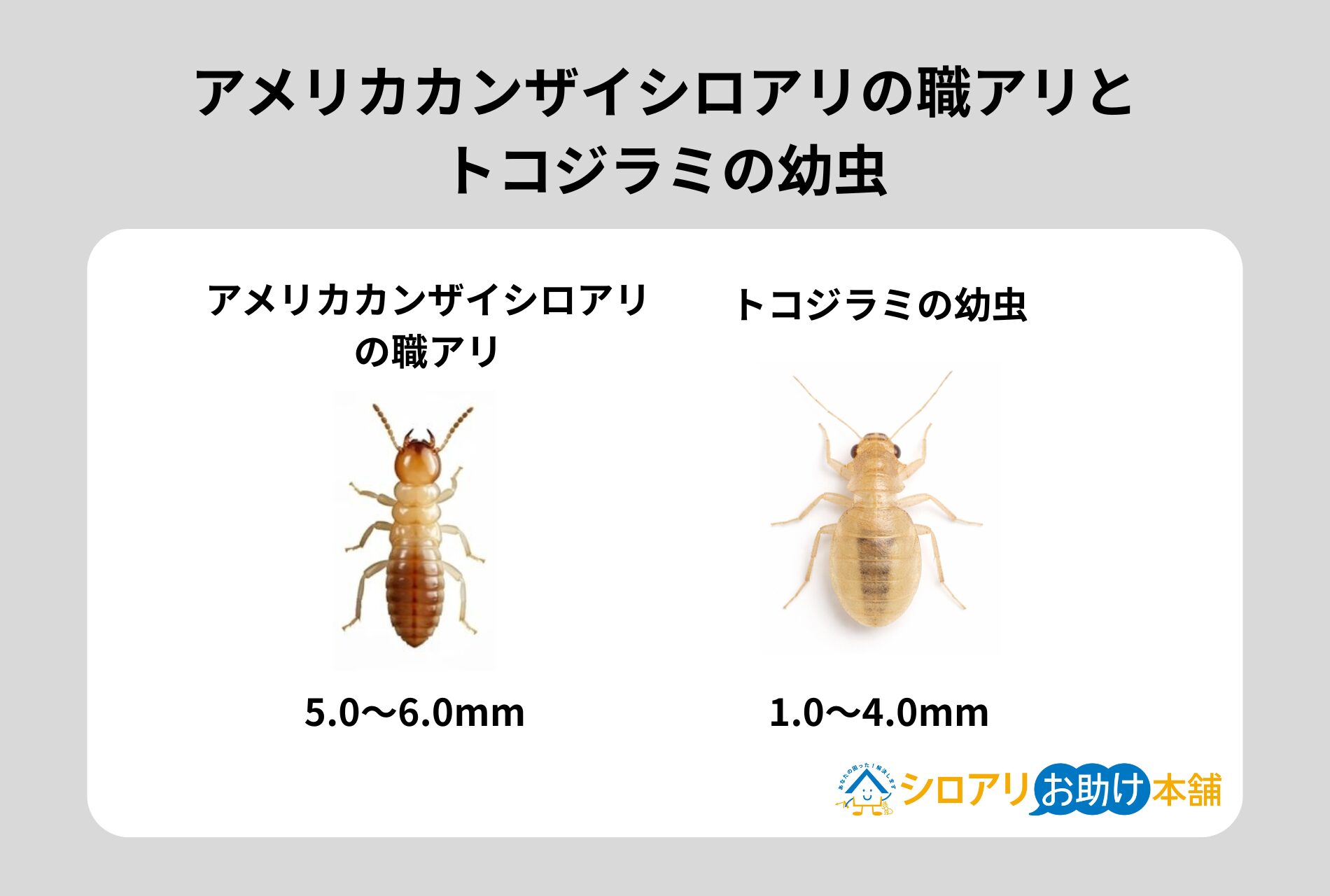 アメリカカンザイシロアリの職アリとトコジラミの幼虫
