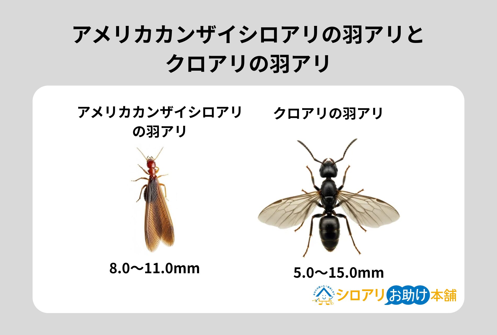 アメリカカンザイシロアリの羽アリとクロアリの羽アリ