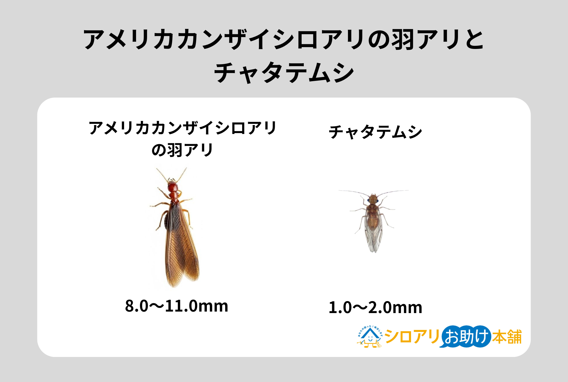 アメリカカンザイシロアリの羽アリとチャタテムシ