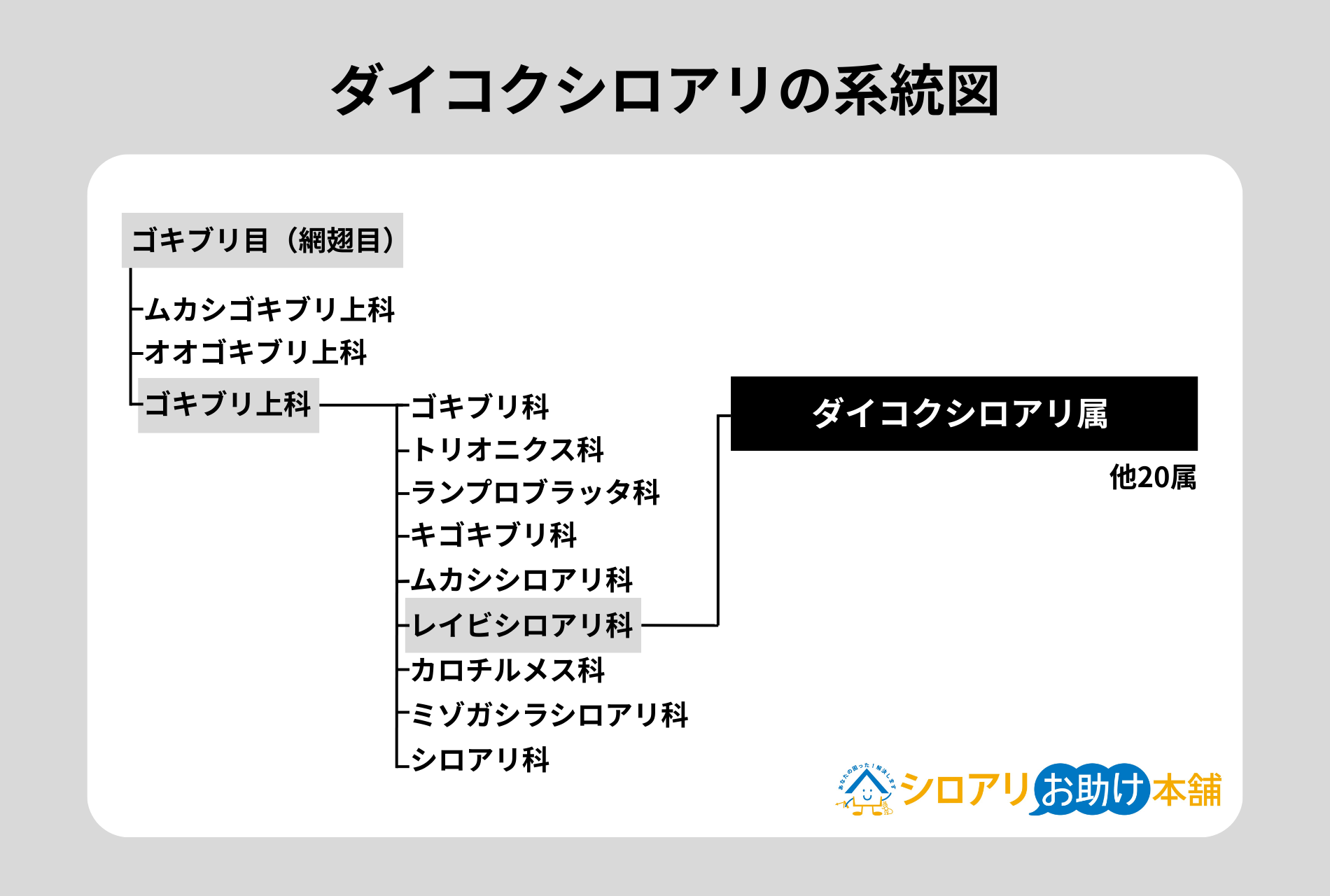 ダイコクシロアリの系統図