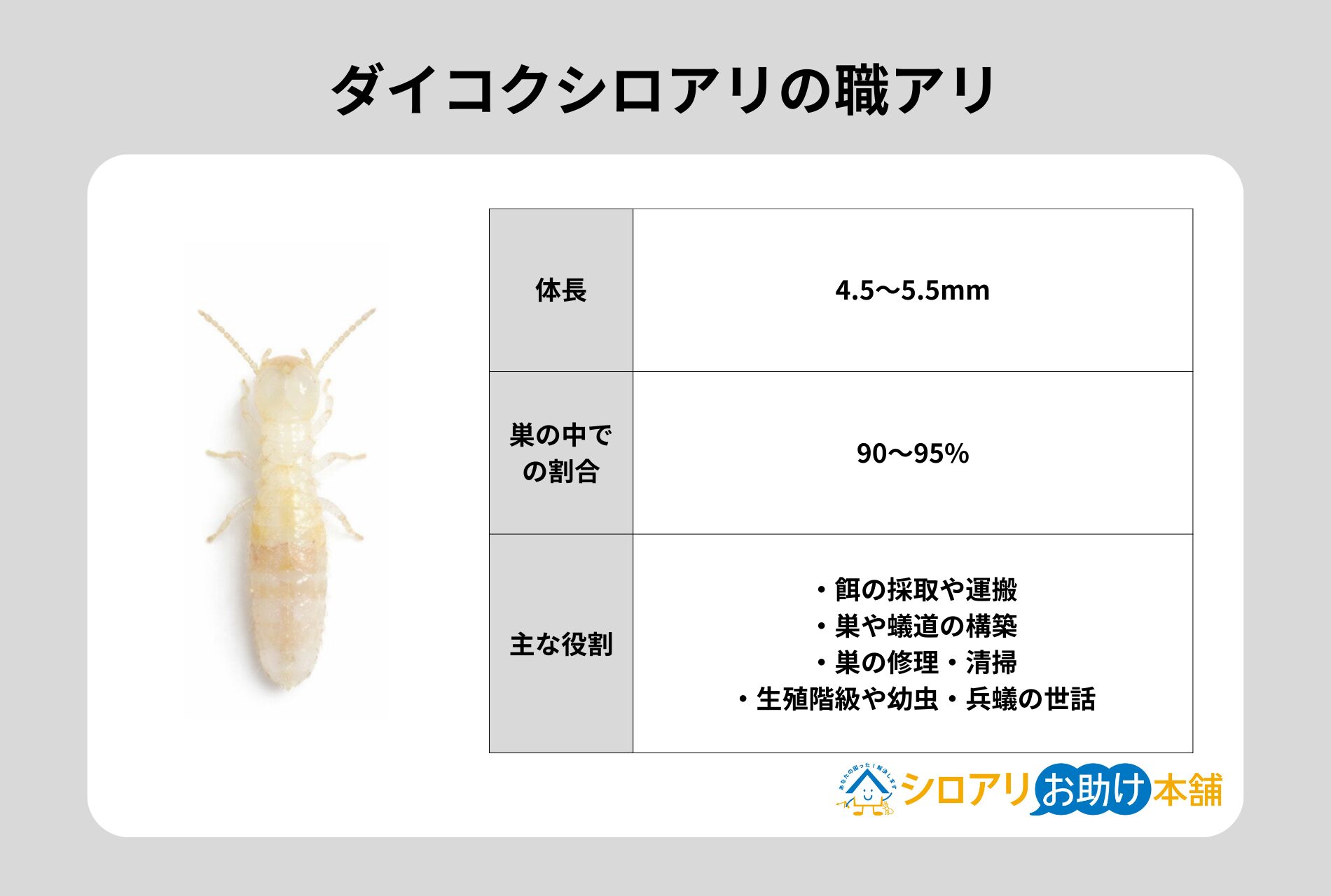 ダイコクシロアリの職アリ