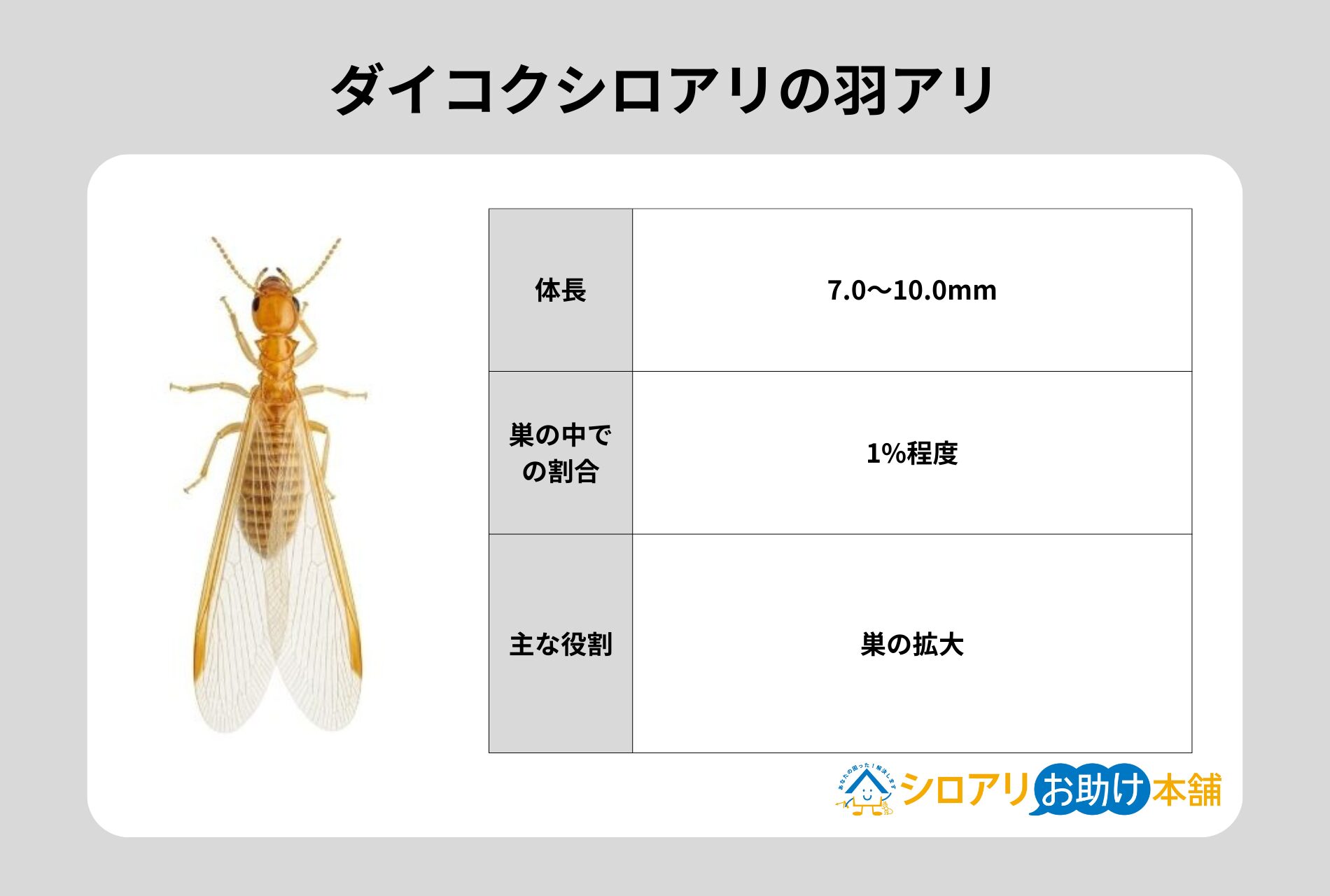 ダイコクシロアリの羽アリ