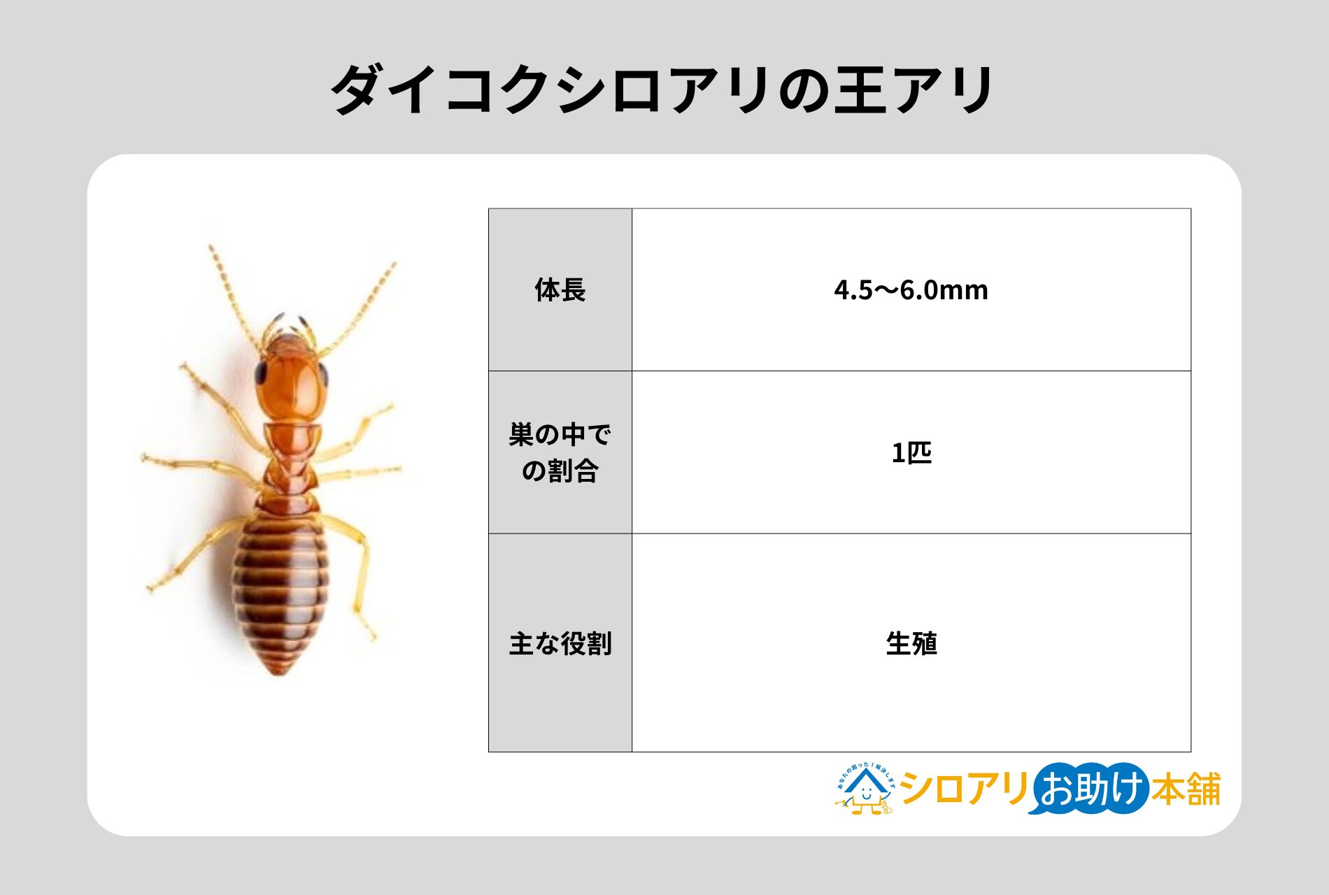 ダイコクシロアリの王アリ