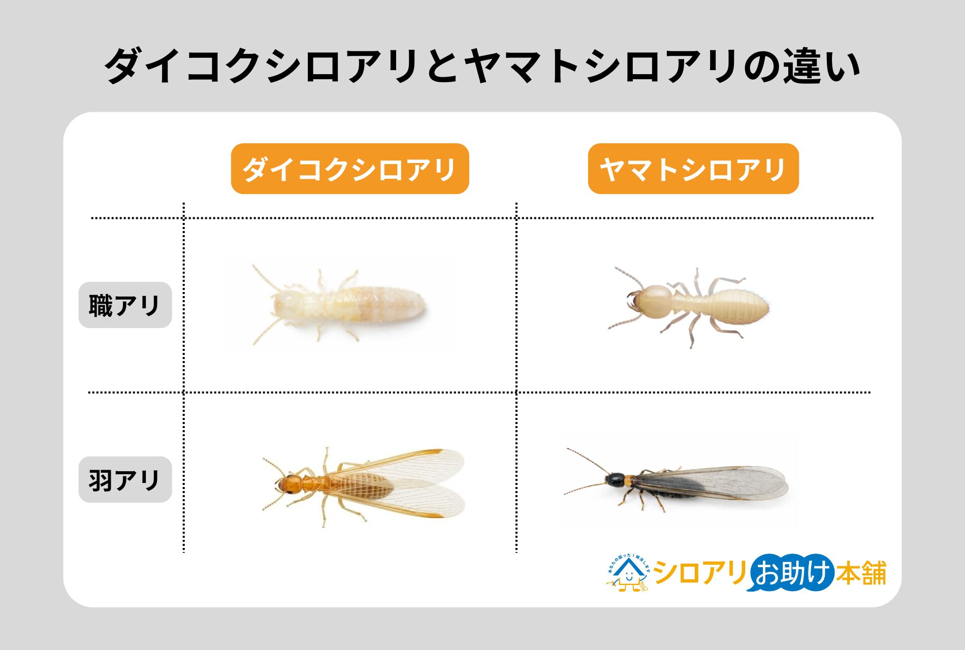ダイコクシロアリとヤマトシロアリの違い