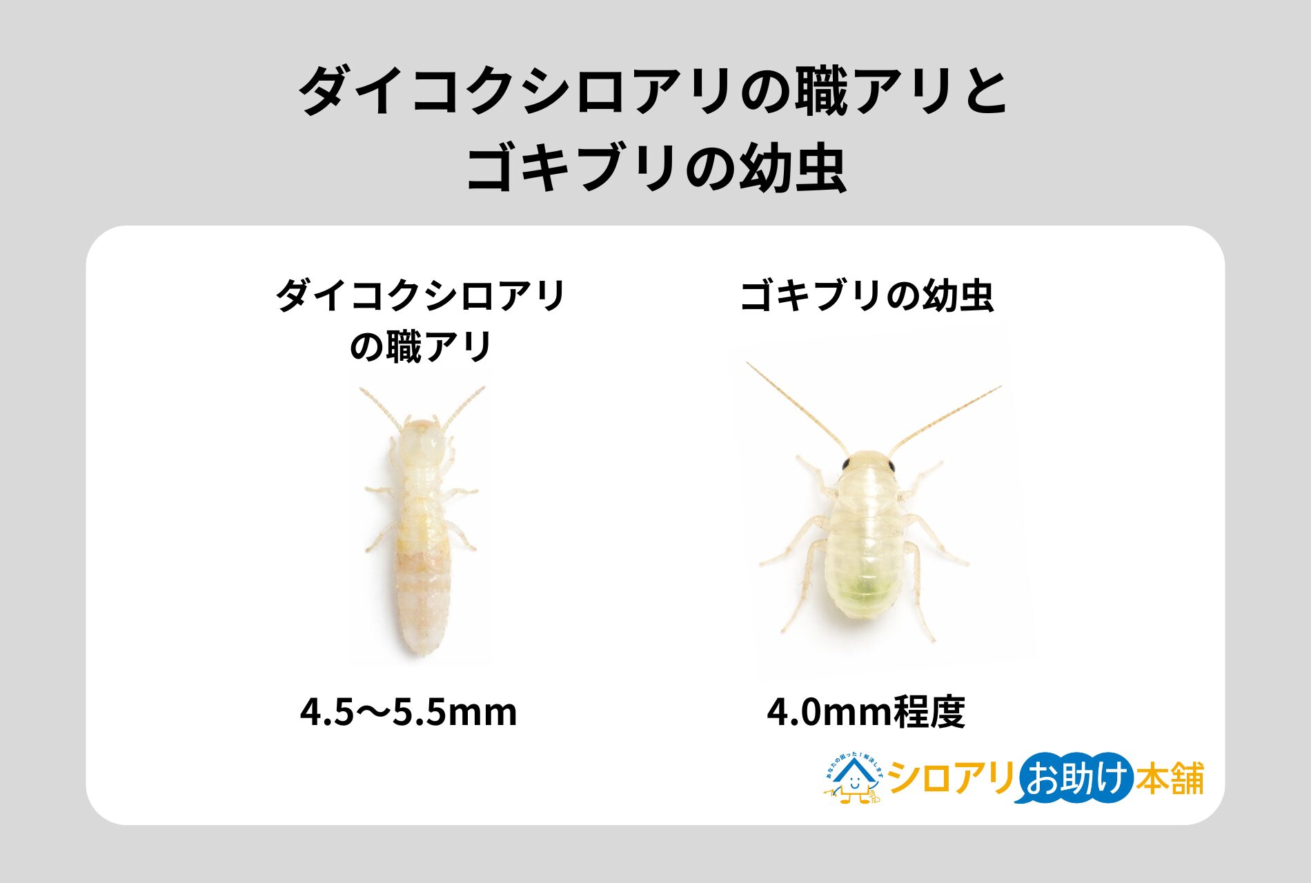 ダイコクシロアリの職アリとゴキブリの幼虫