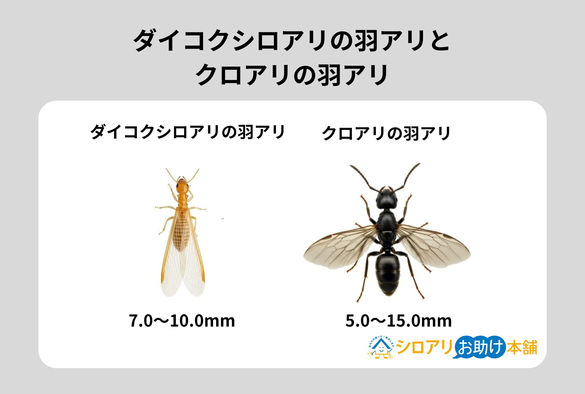 ダイコクシロアリの羽アリとクロアリの羽アリ