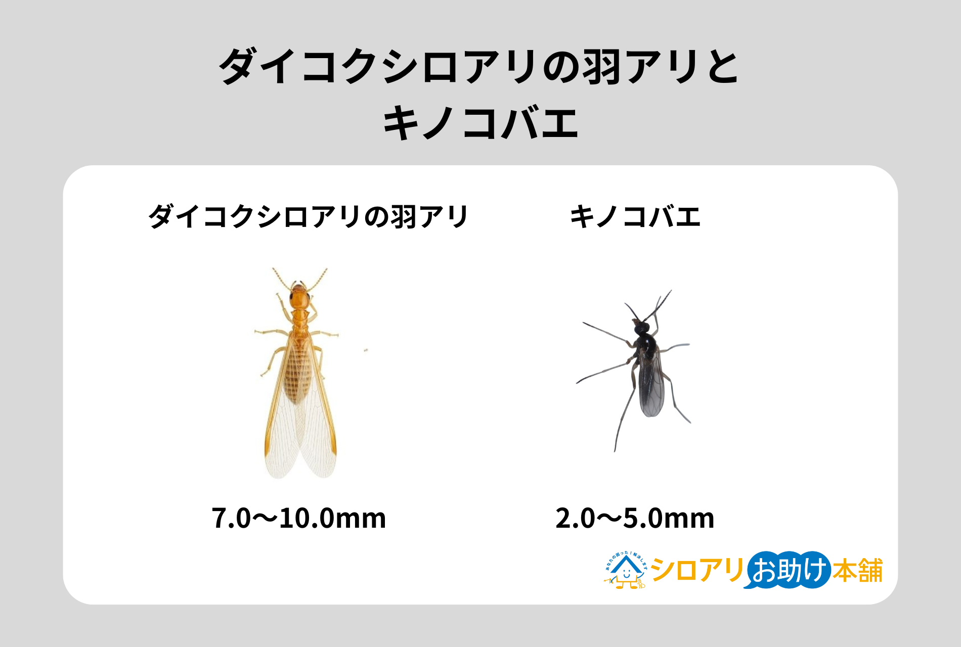 ダイコクシロアリの羽アリとキノコバエ
