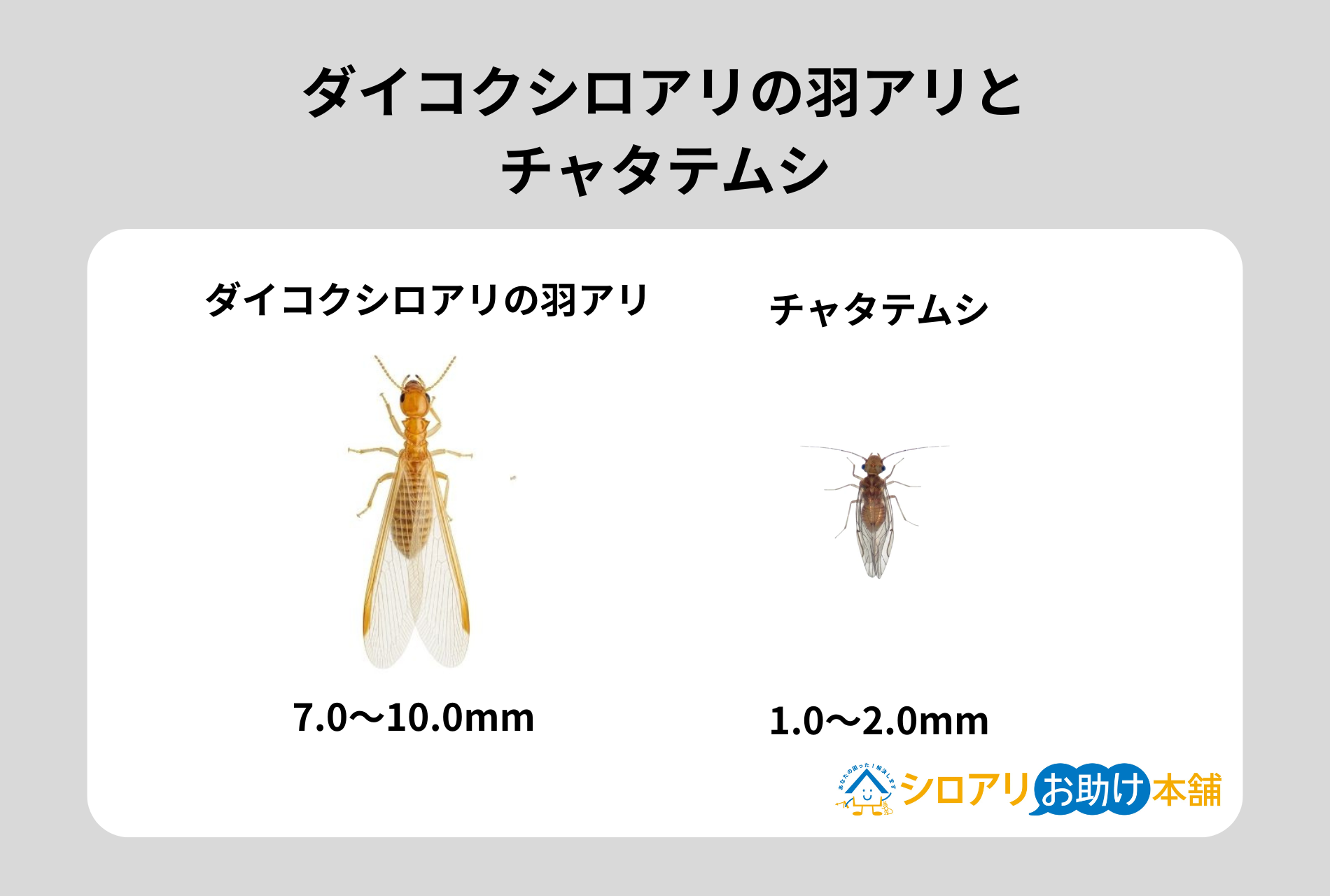 ダイコクシロアリの羽アリとチャタテムシ