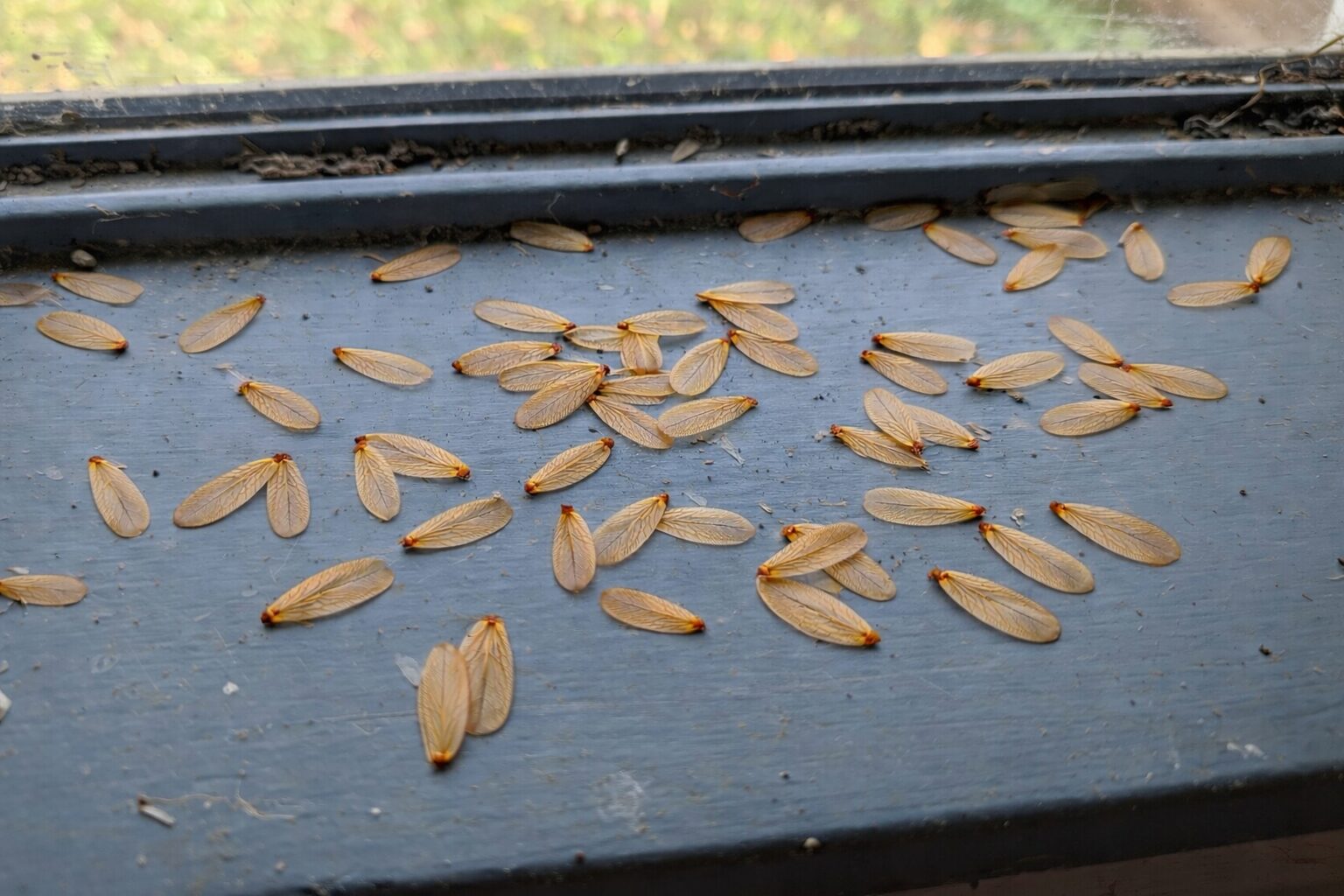 窓枠に落ちている羽(アメリカカンザイシロアリ)