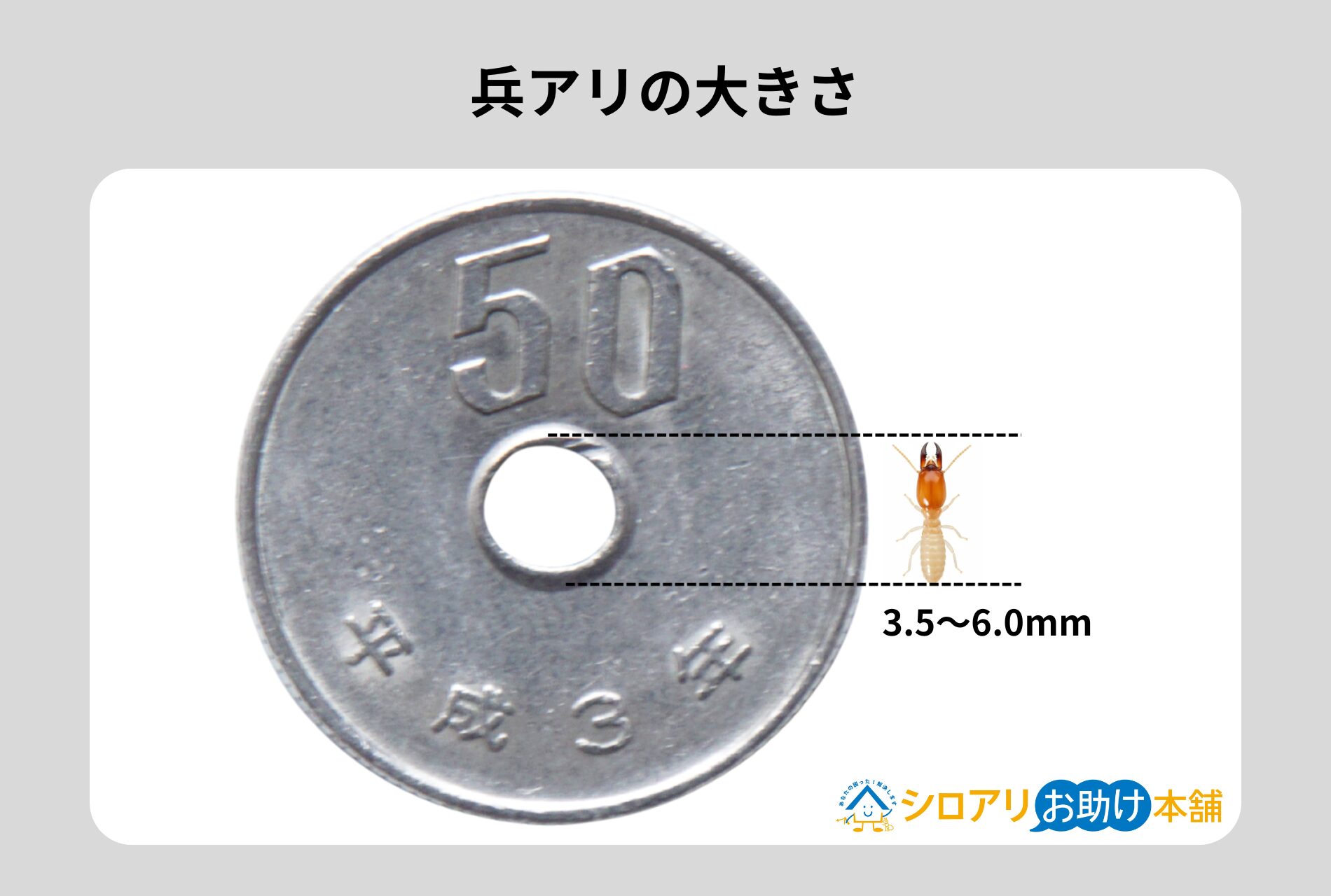 兵アリの大きさ