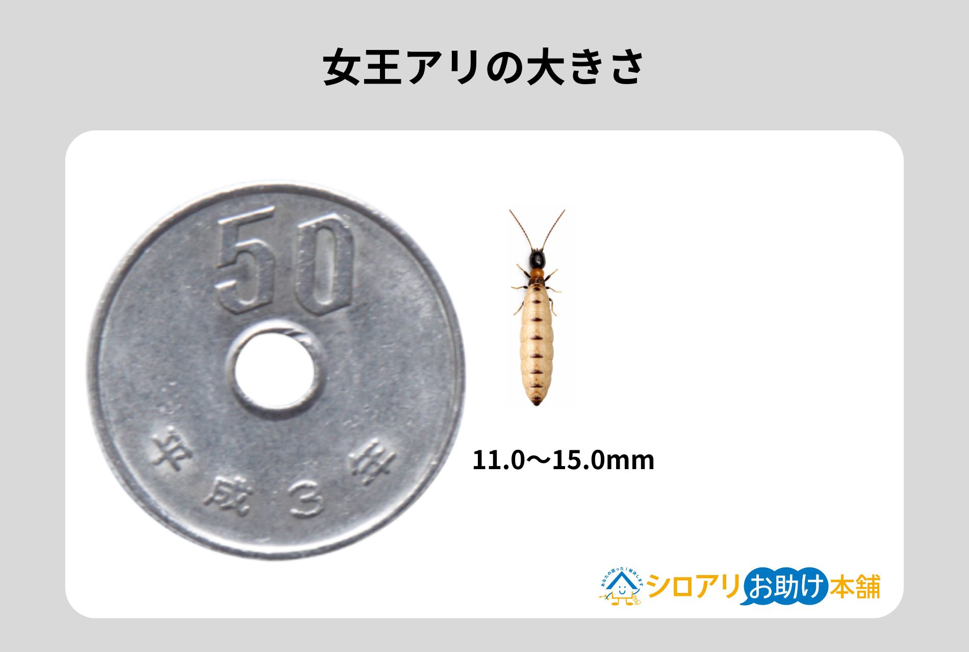 女王アリの大きさ