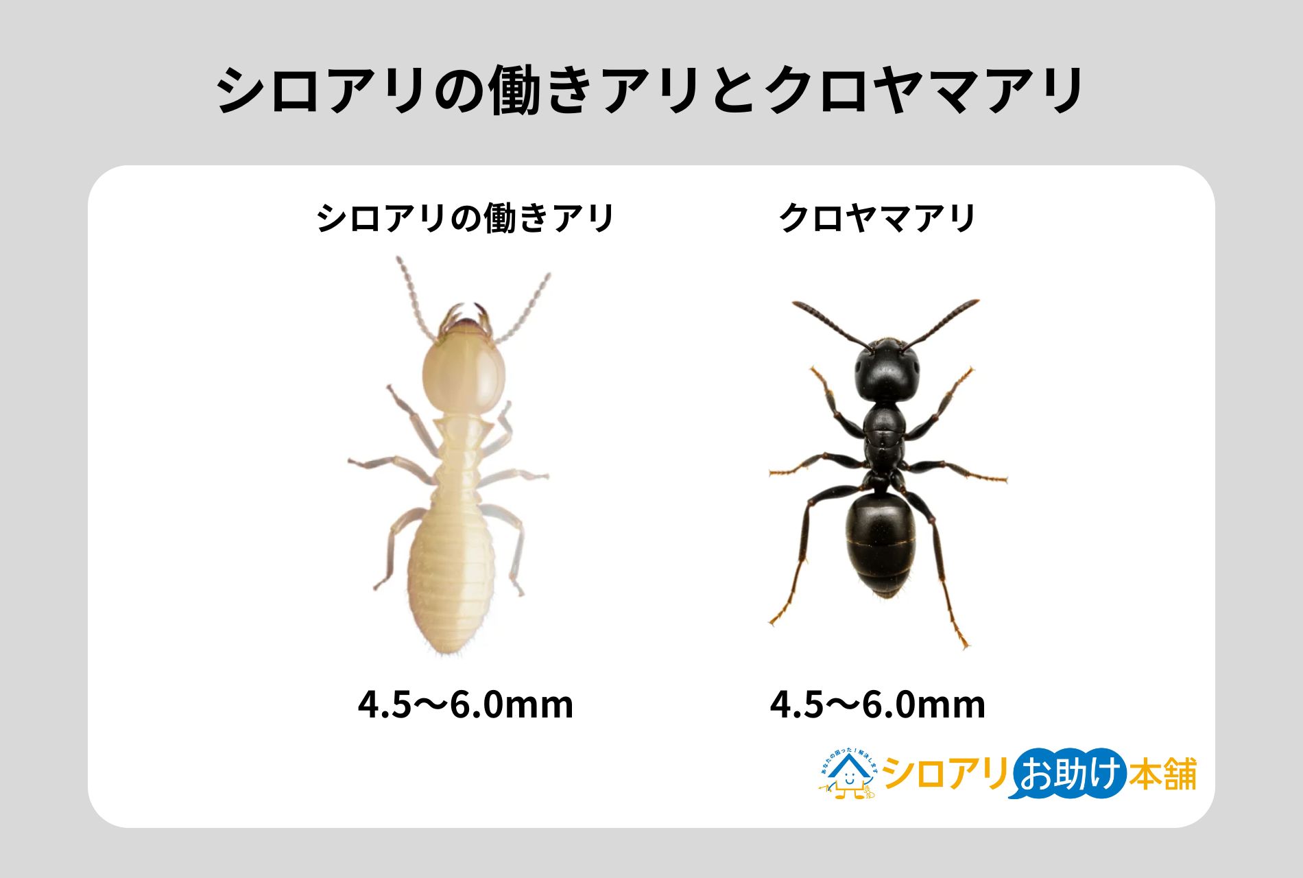 シロアリの働きアリとクロヤマアリ