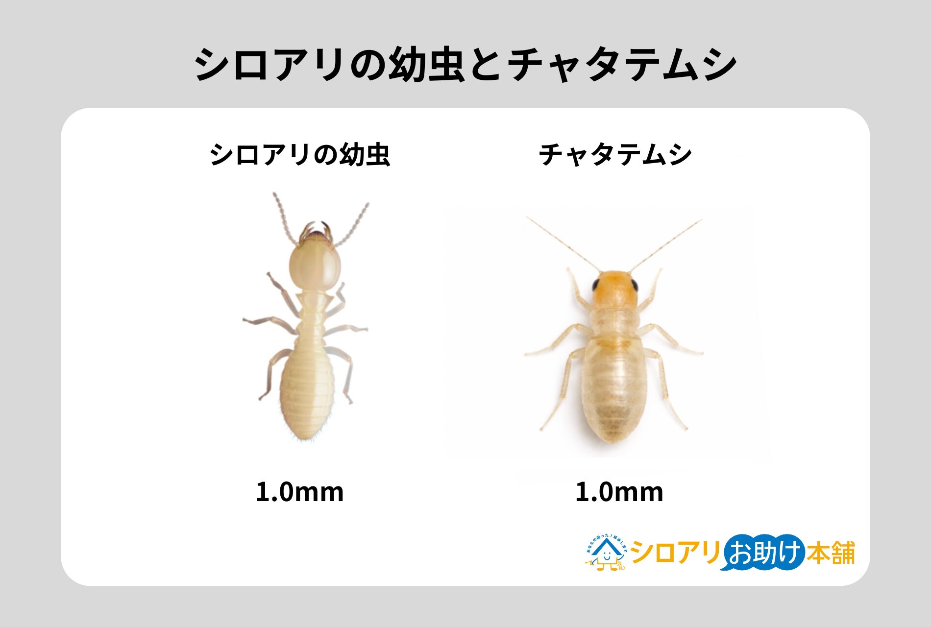 シロアリの幼虫とチャタテムシ