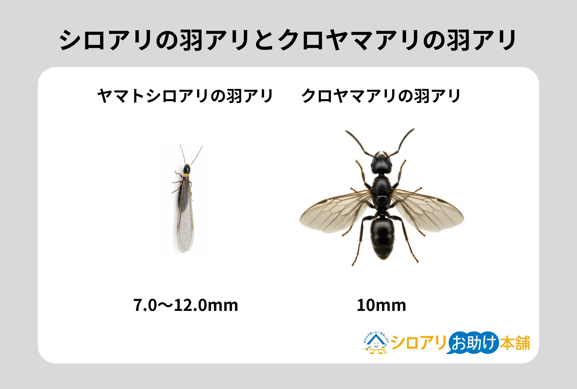シロアリの羽アリとクロヤマアリの羽アリ