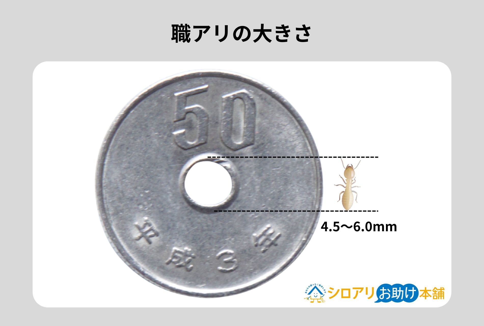 職アリの大きさ