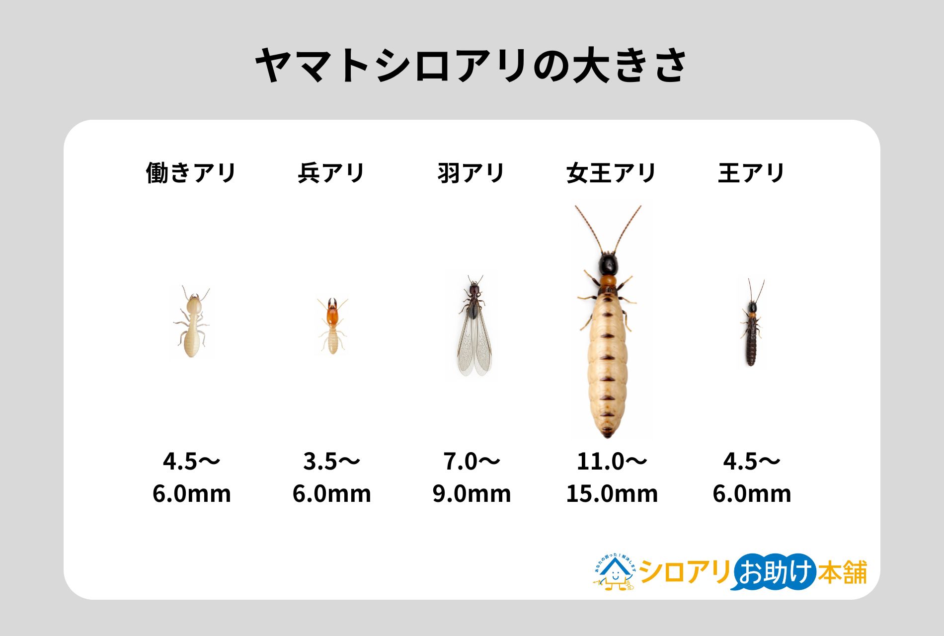 ヤマトシロアリの大きさ
