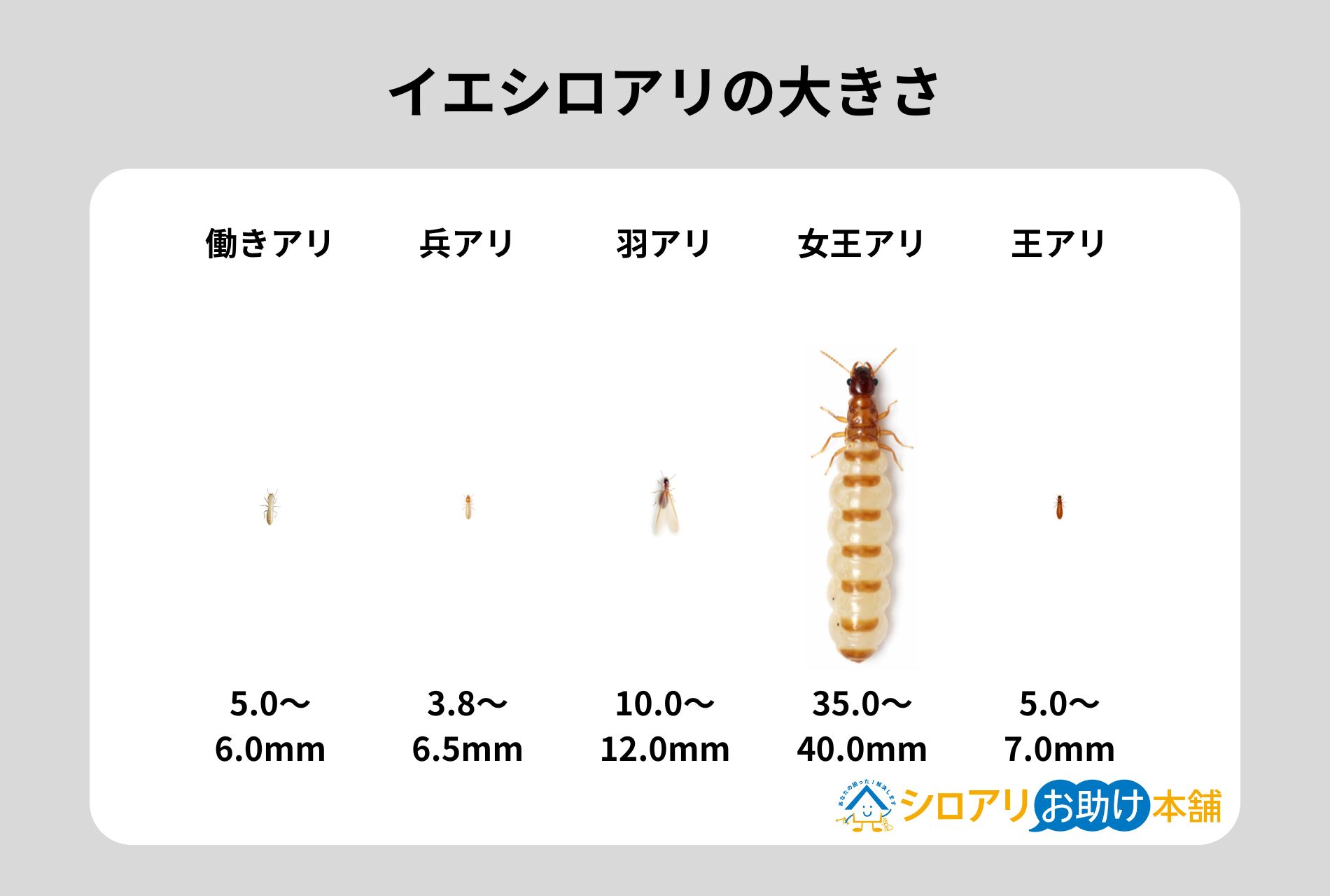 イエシロアリの大きさ