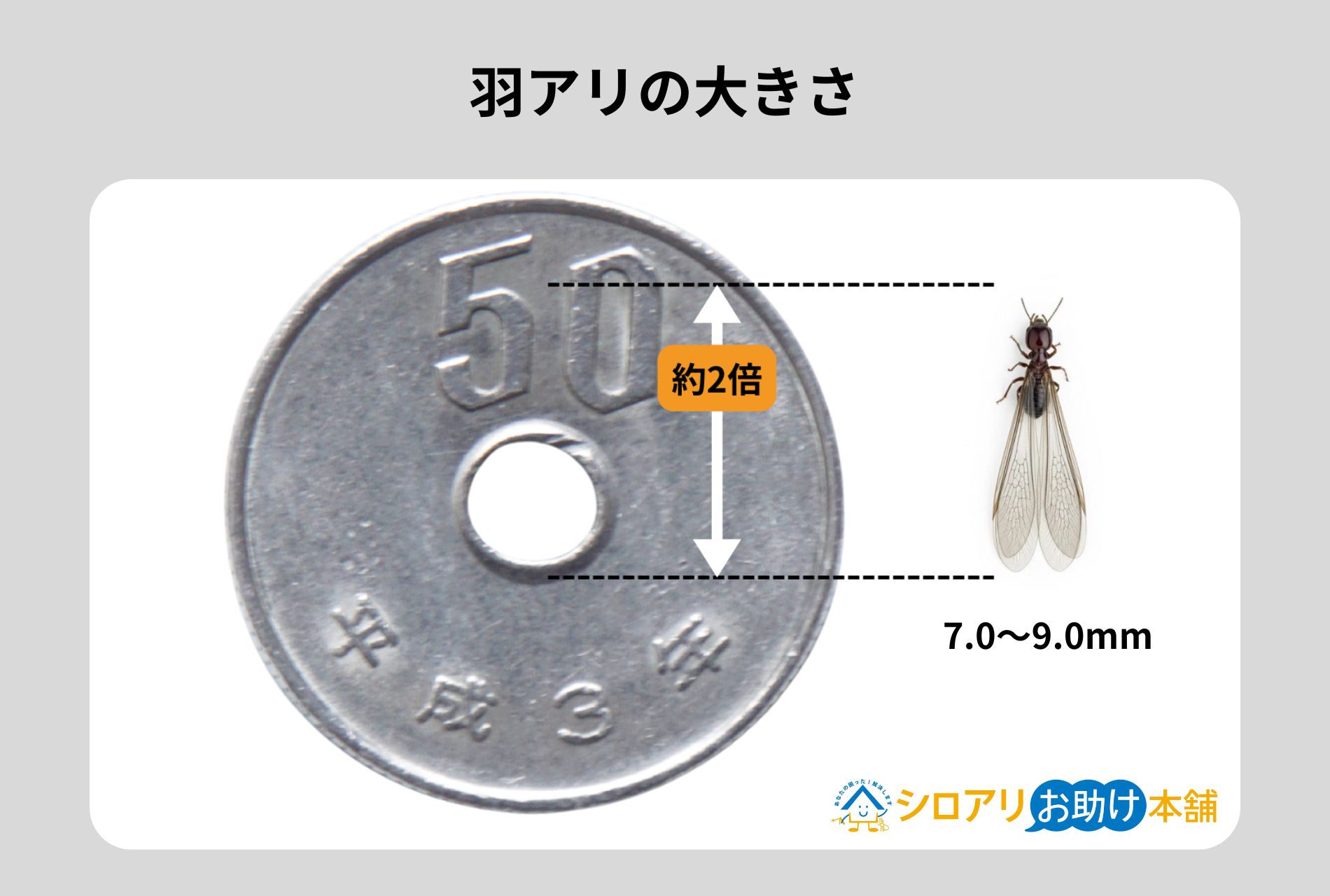 羽アリの大きさ