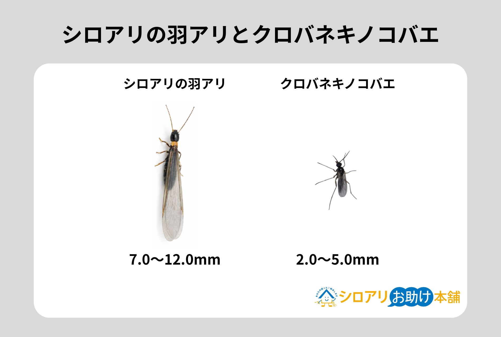 シロアリの羽アリとクロバエキノコバエ