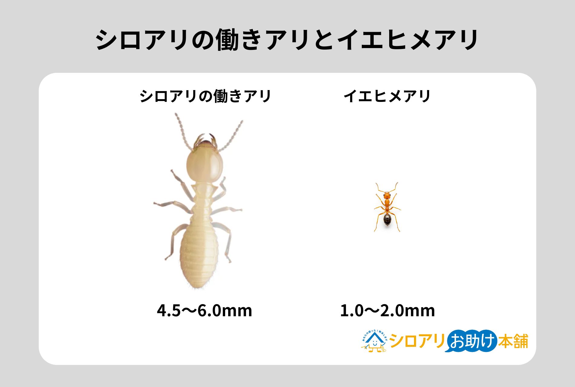 シロアリの働きアリとイエヒメアリ