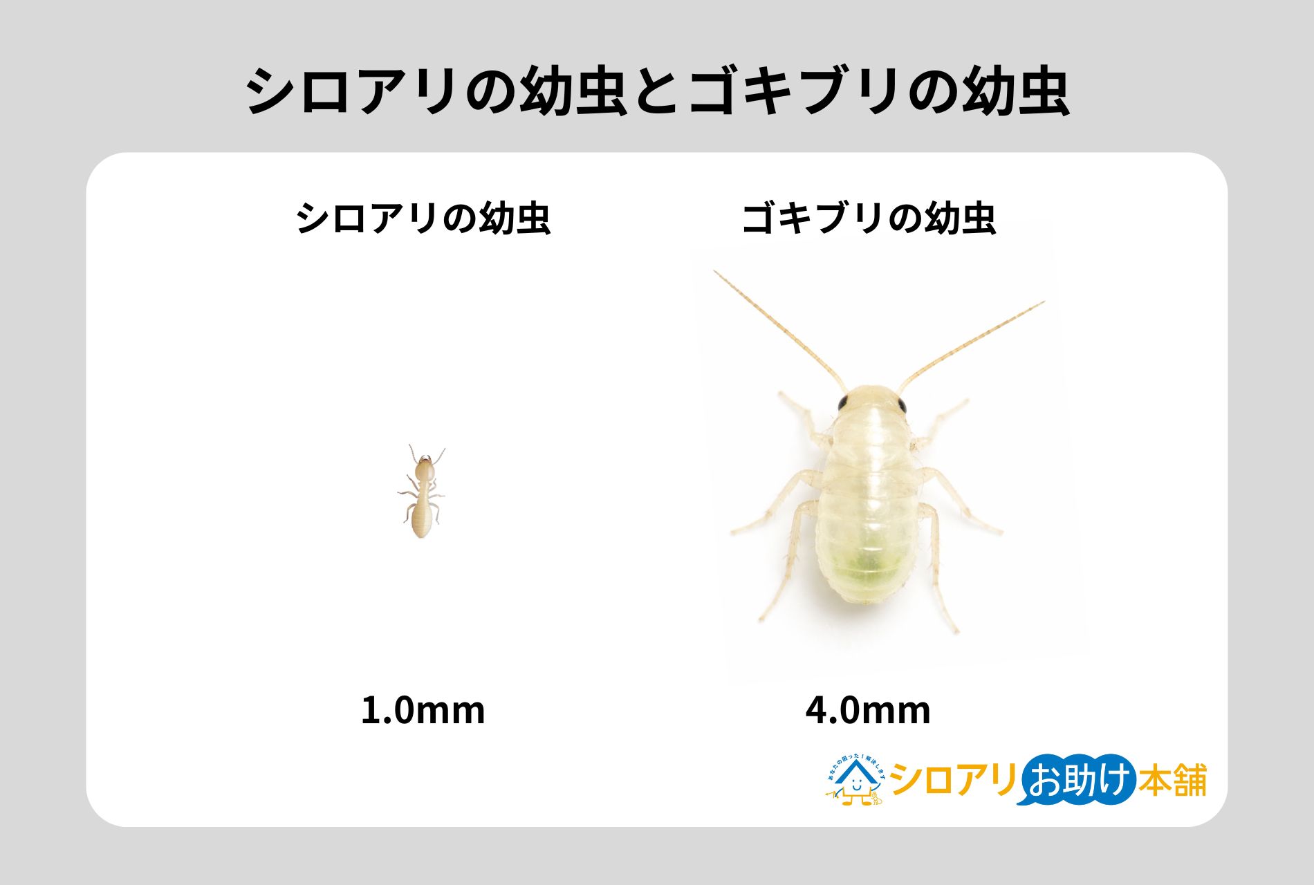 シロアリの幼虫とゴキブリの幼虫