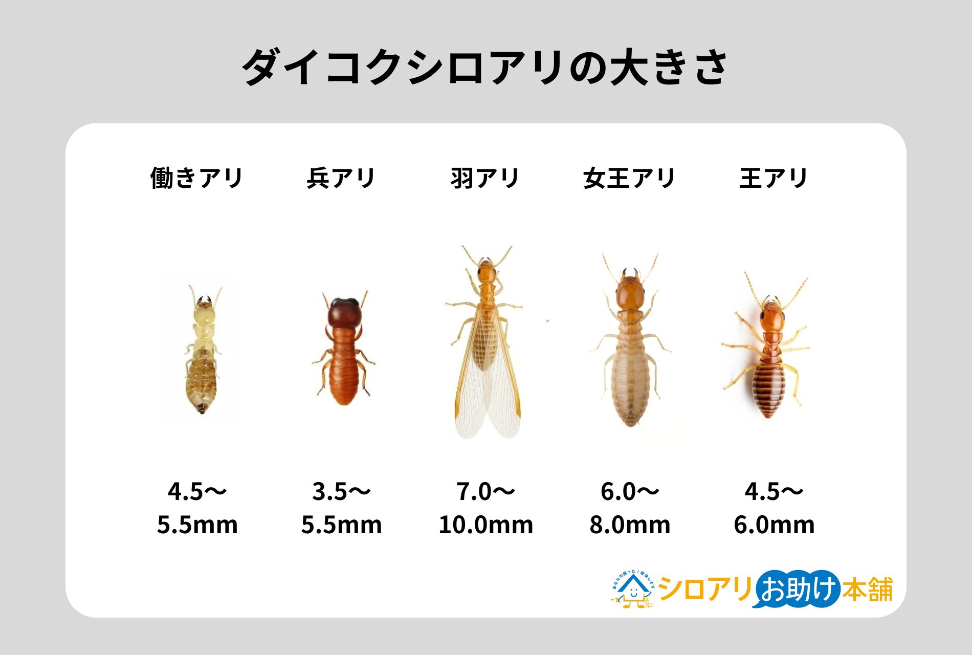 ダイコクシロアリの大きさ