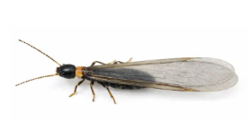 ヤマトシロアリ 横