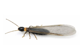 ヤマトシロアリ 横