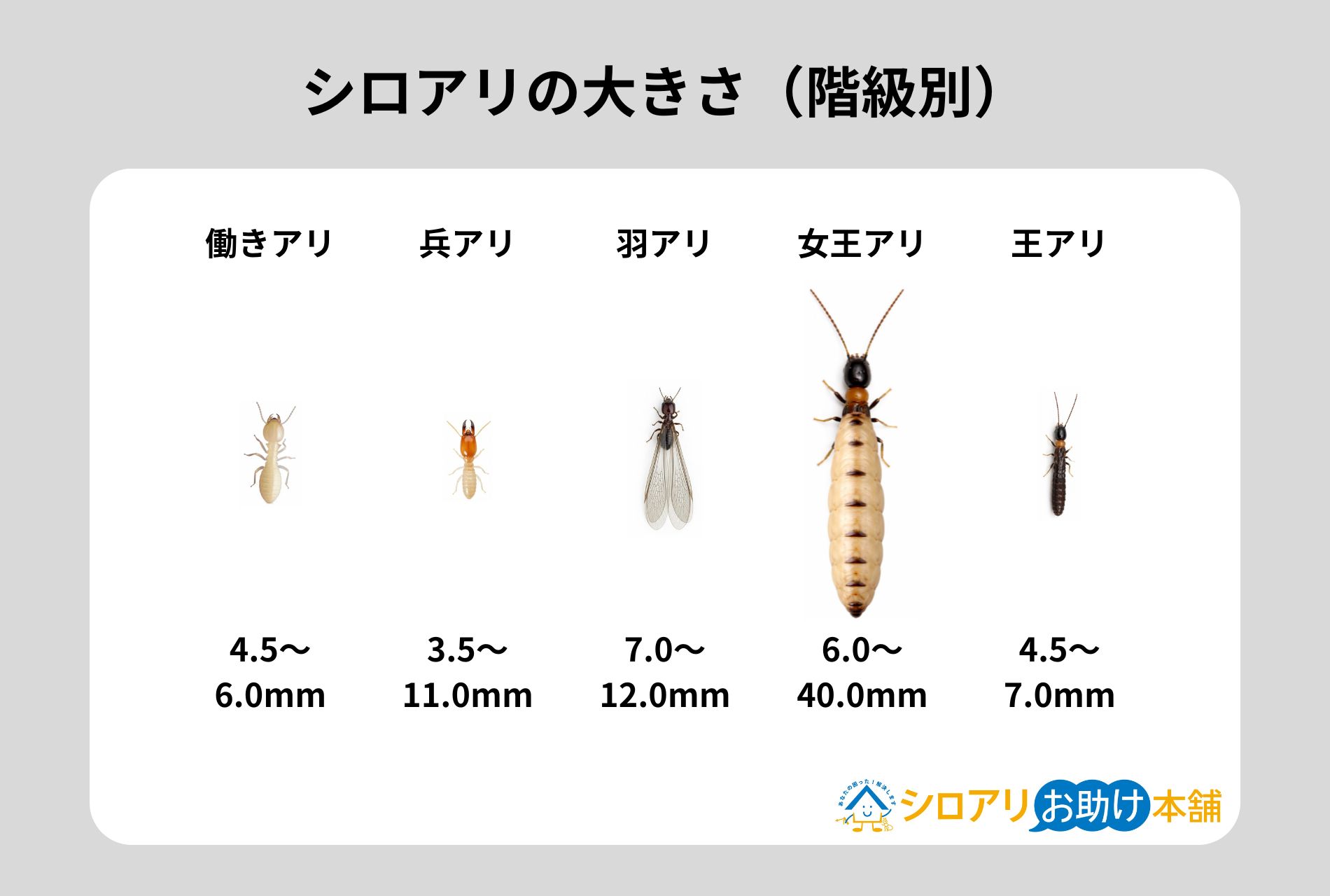 シロアリの大きさ（階級別）