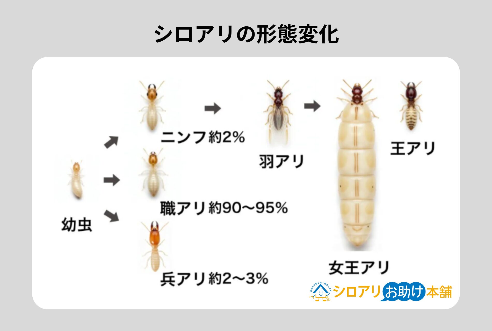 シロアリの形態変化