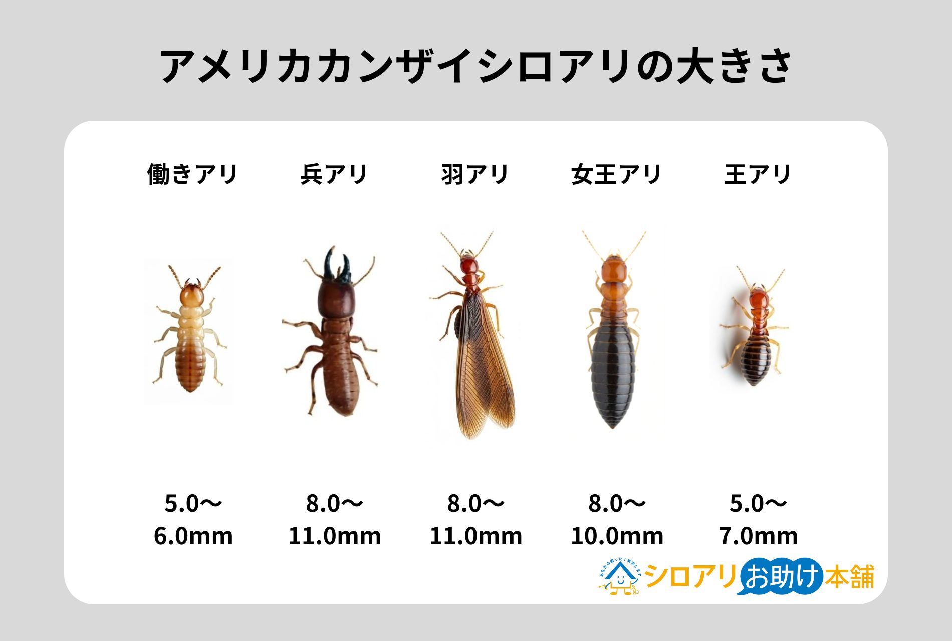 アメリカカンザイシロアリの大きさ