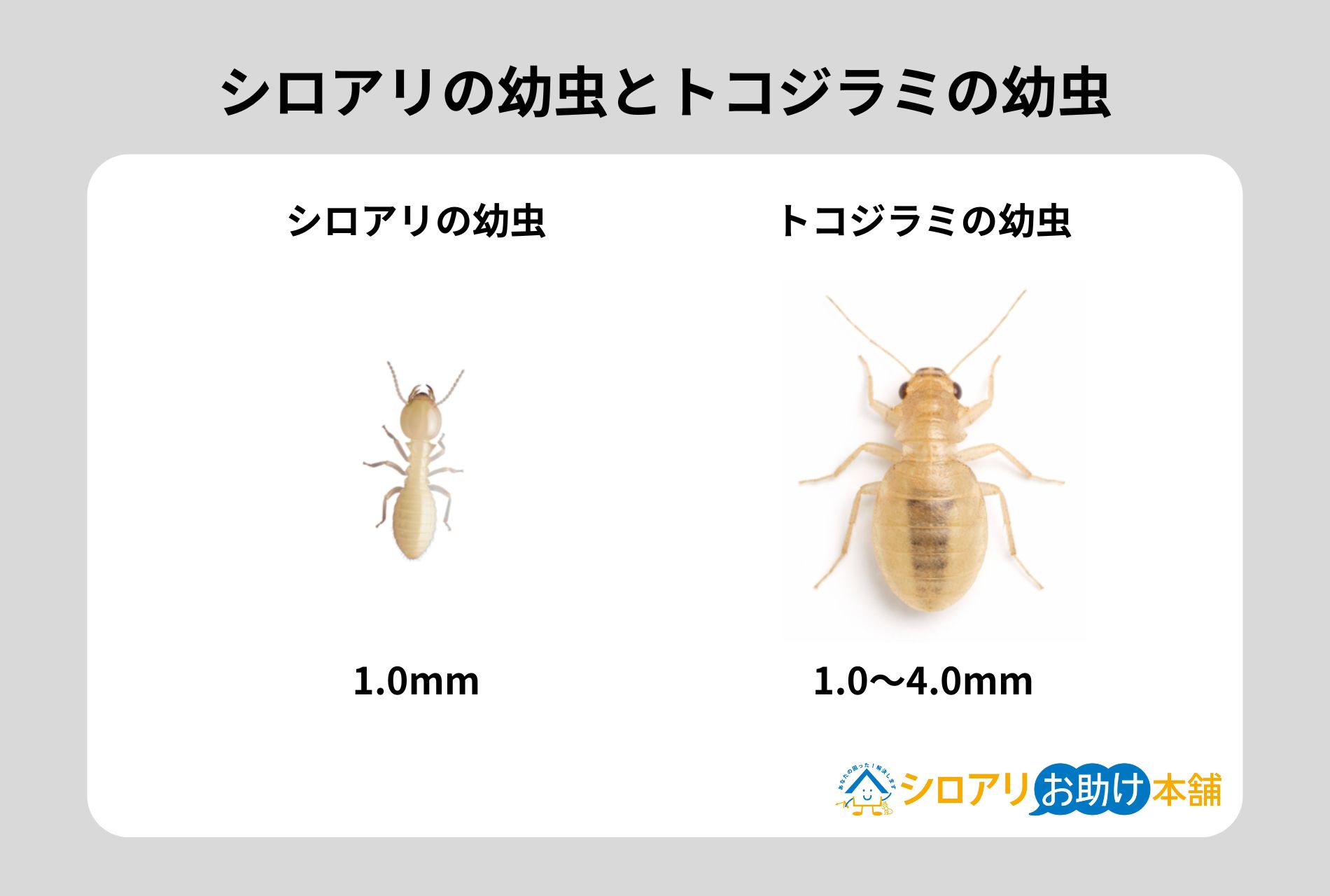 シロアリの幼虫とトコジラミの幼虫