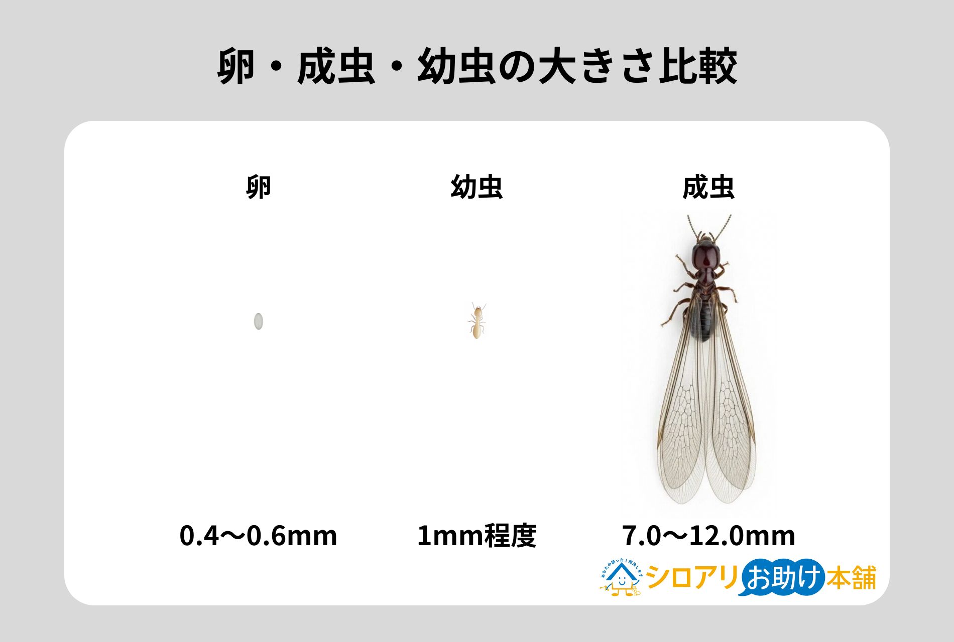 卵・成虫・幼虫の大きさ比較