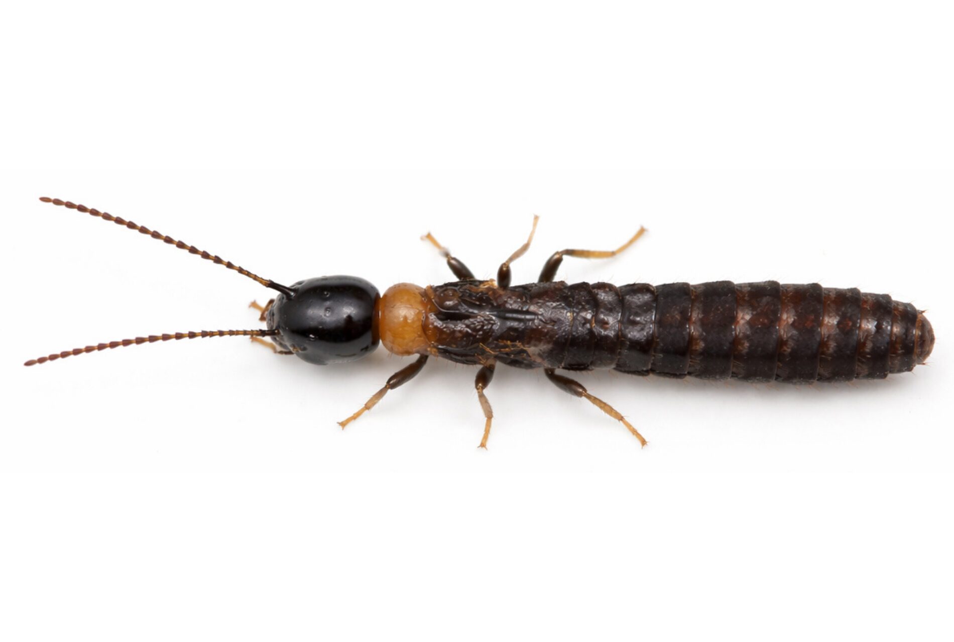 ヤマトシロアリの王アリ_横