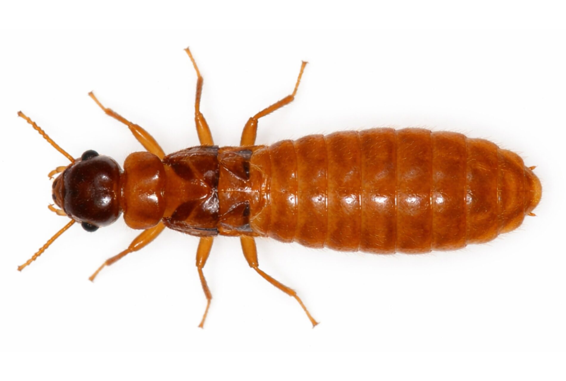 イエシロアリの王アリ_横