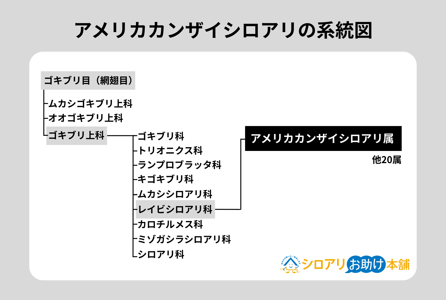 アメリカカンザイシロアリの系統図