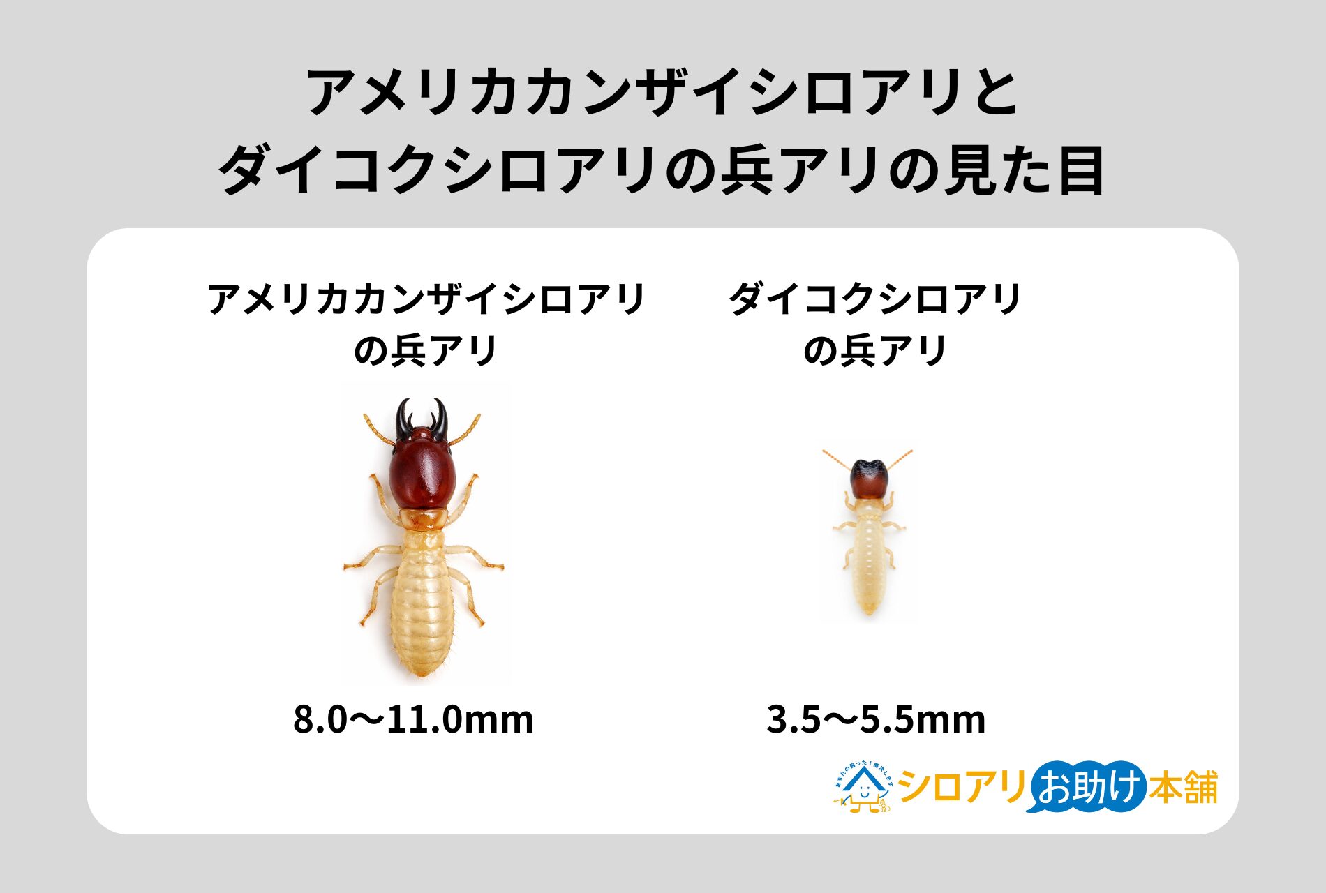 アメリカカンザイシロアリとダイコクシロアリの兵アリの見た目