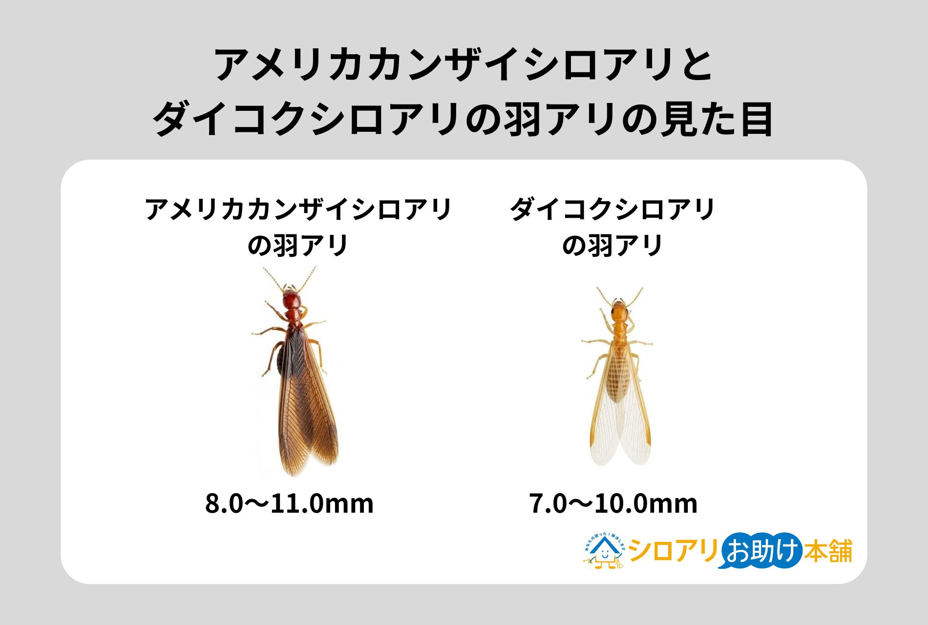 アメリカカンザイシロアリとダイコクシロアリの羽アリの見た目