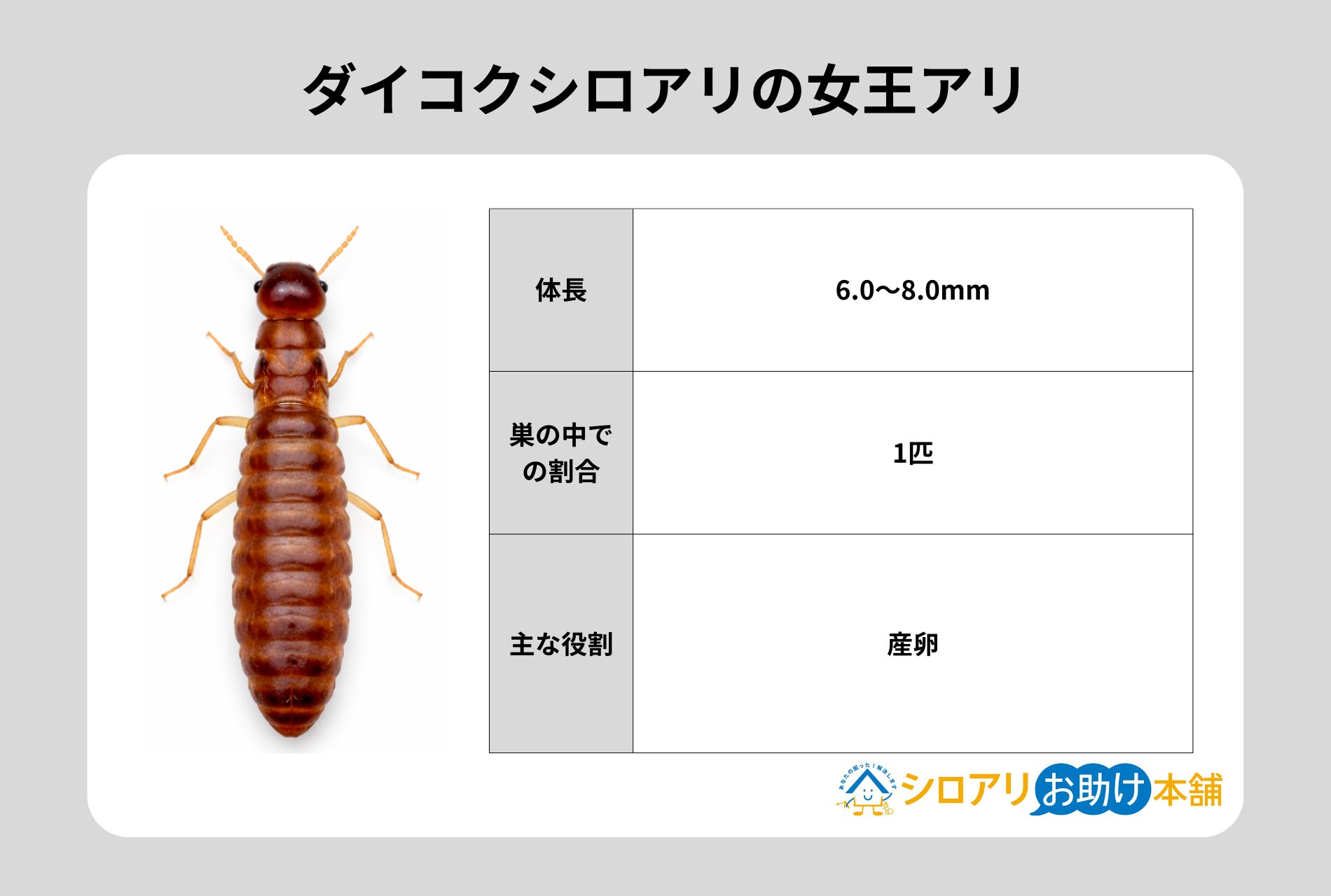 ダイコクシロアリの女王アリ