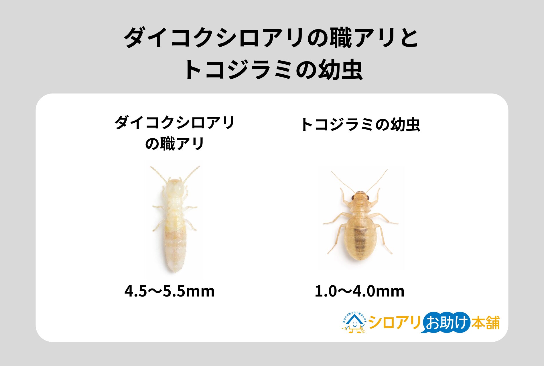 ダイコクシロアリの職アリとトコジラミの幼虫