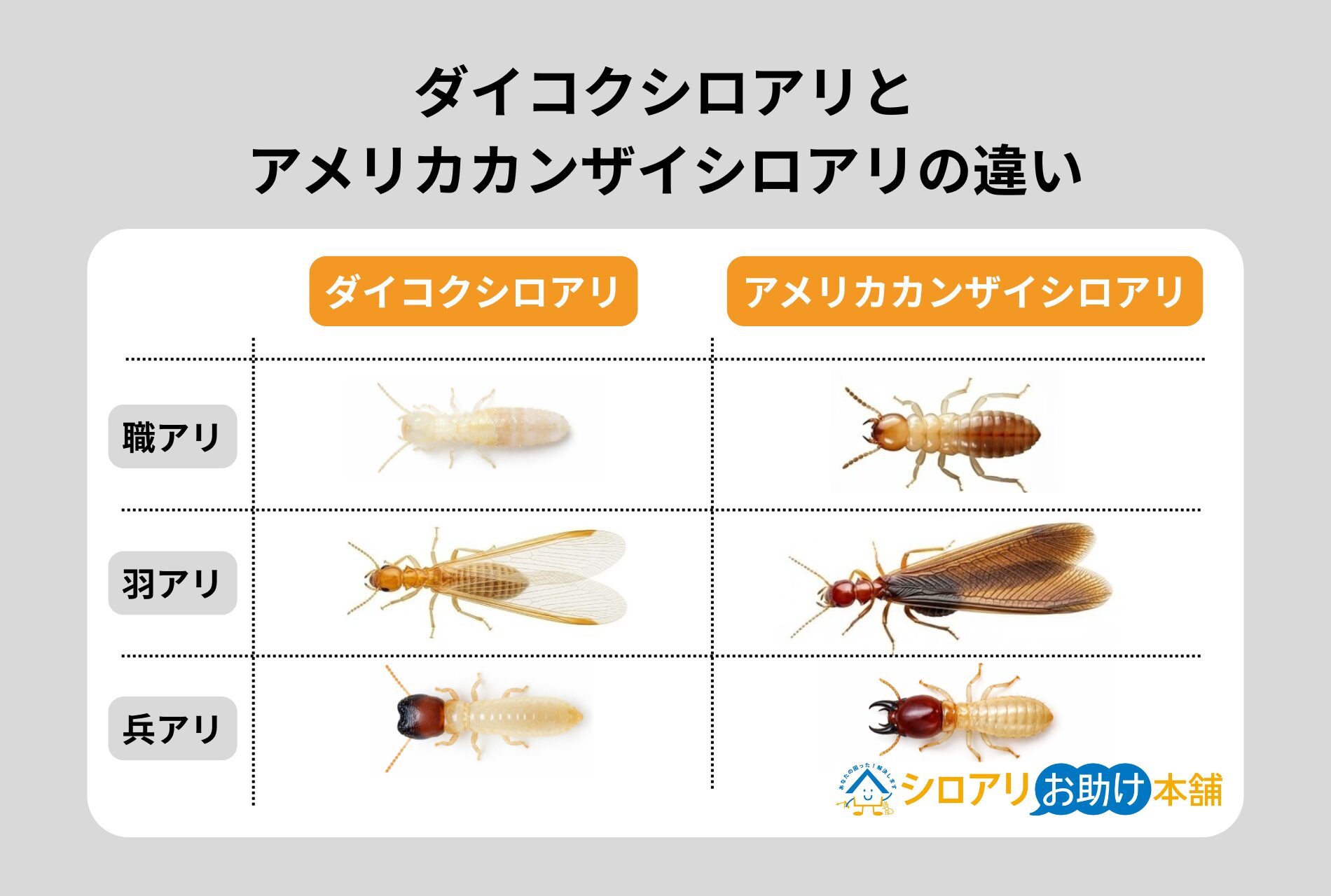 ダイコクシロアリとアメリカカカンザイシロアリの違い