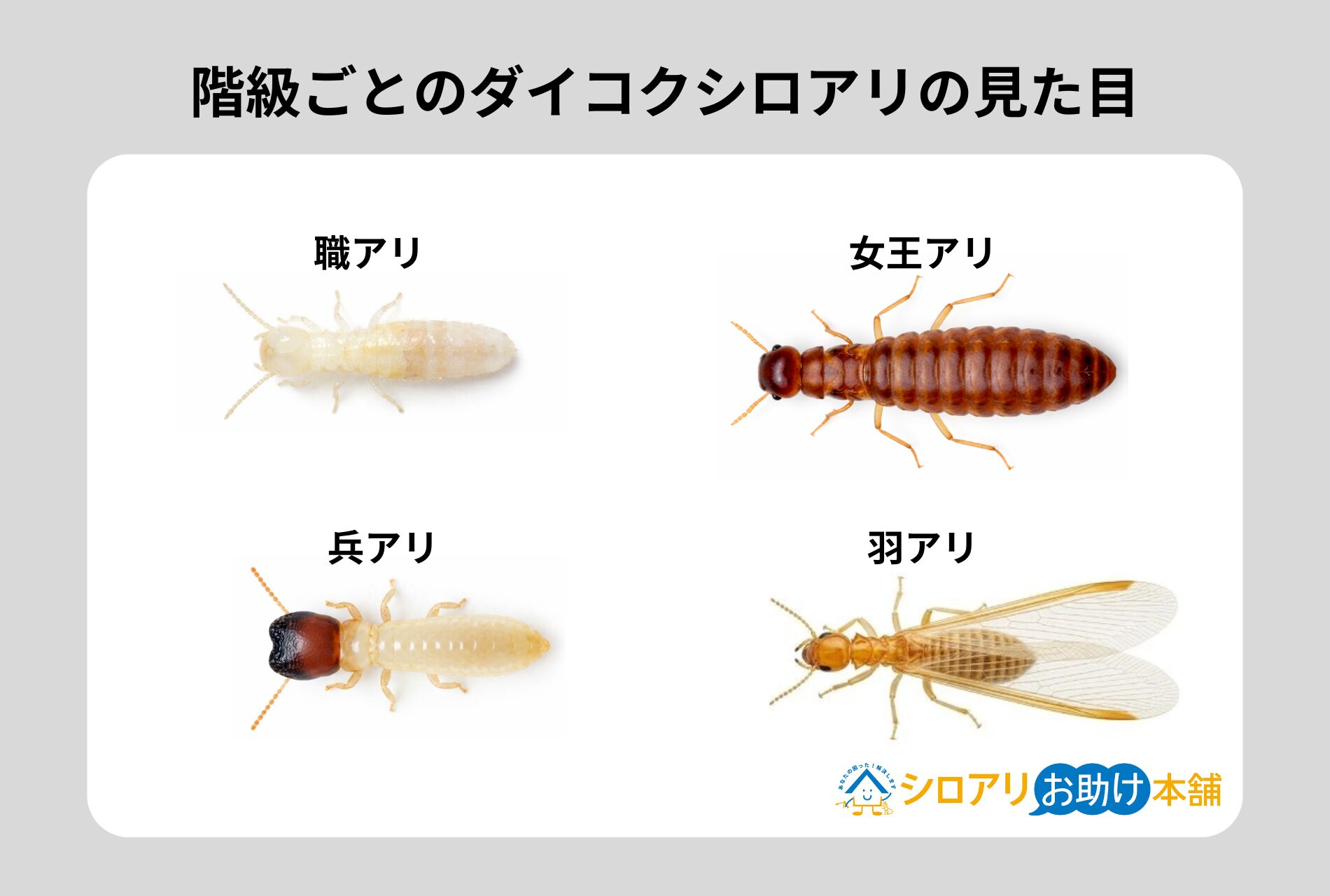 階級ごとのダイコクシロアリの見た目