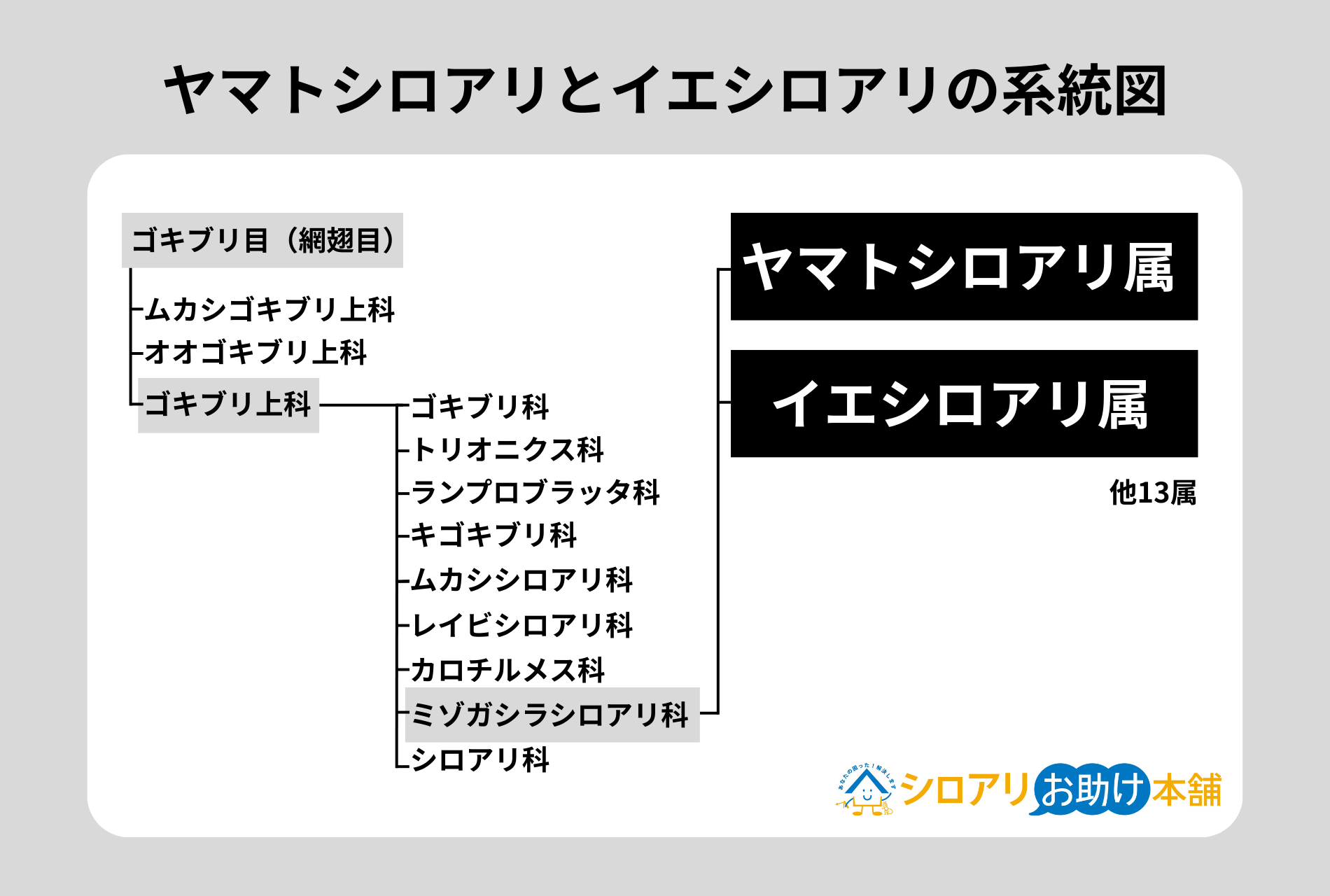 ヤマトシロアリとイエシロアリの系統図