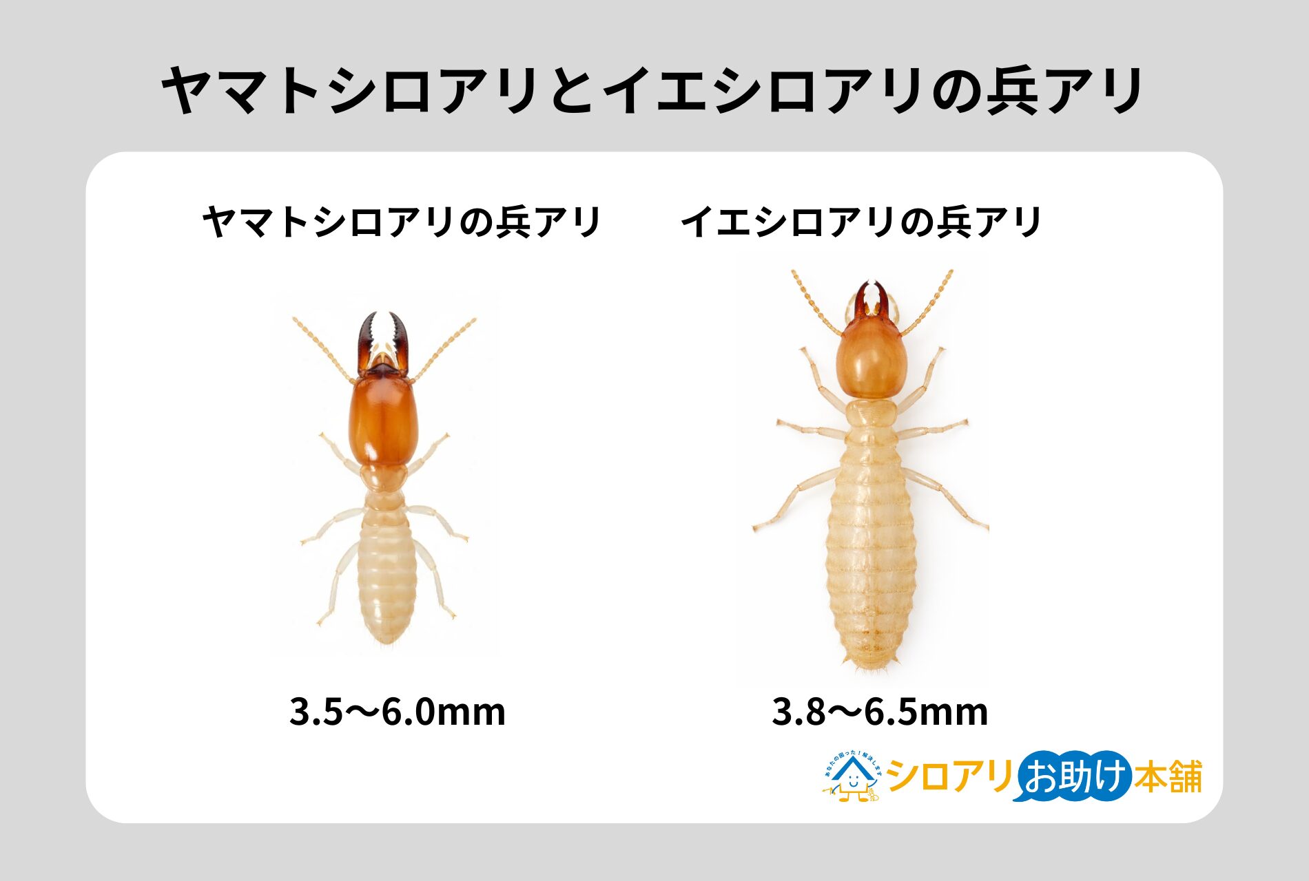 ヤマトシロアリとイエシロアリの兵アリ