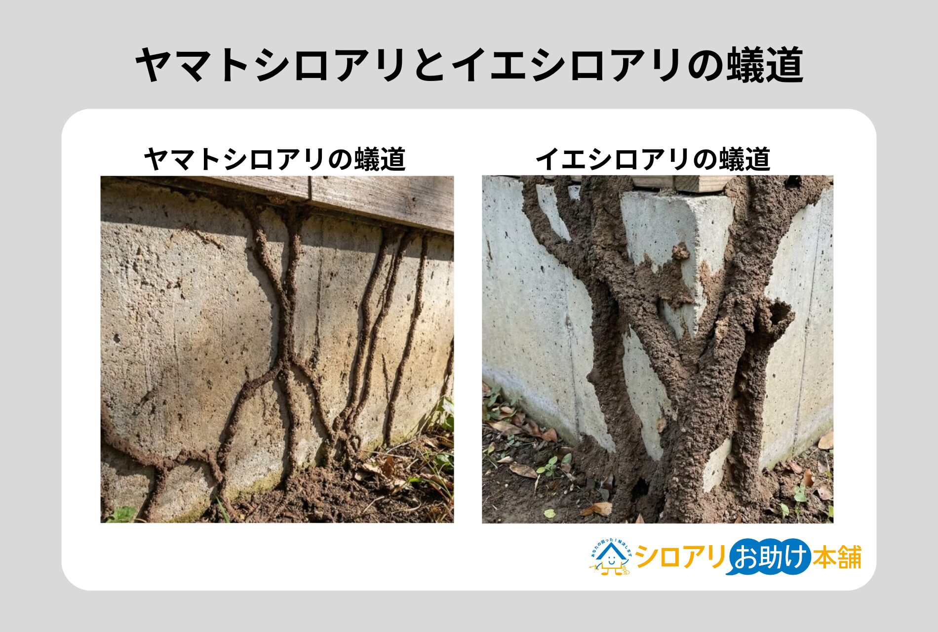 ヤマトシロアリとイエシロアリの蟻道