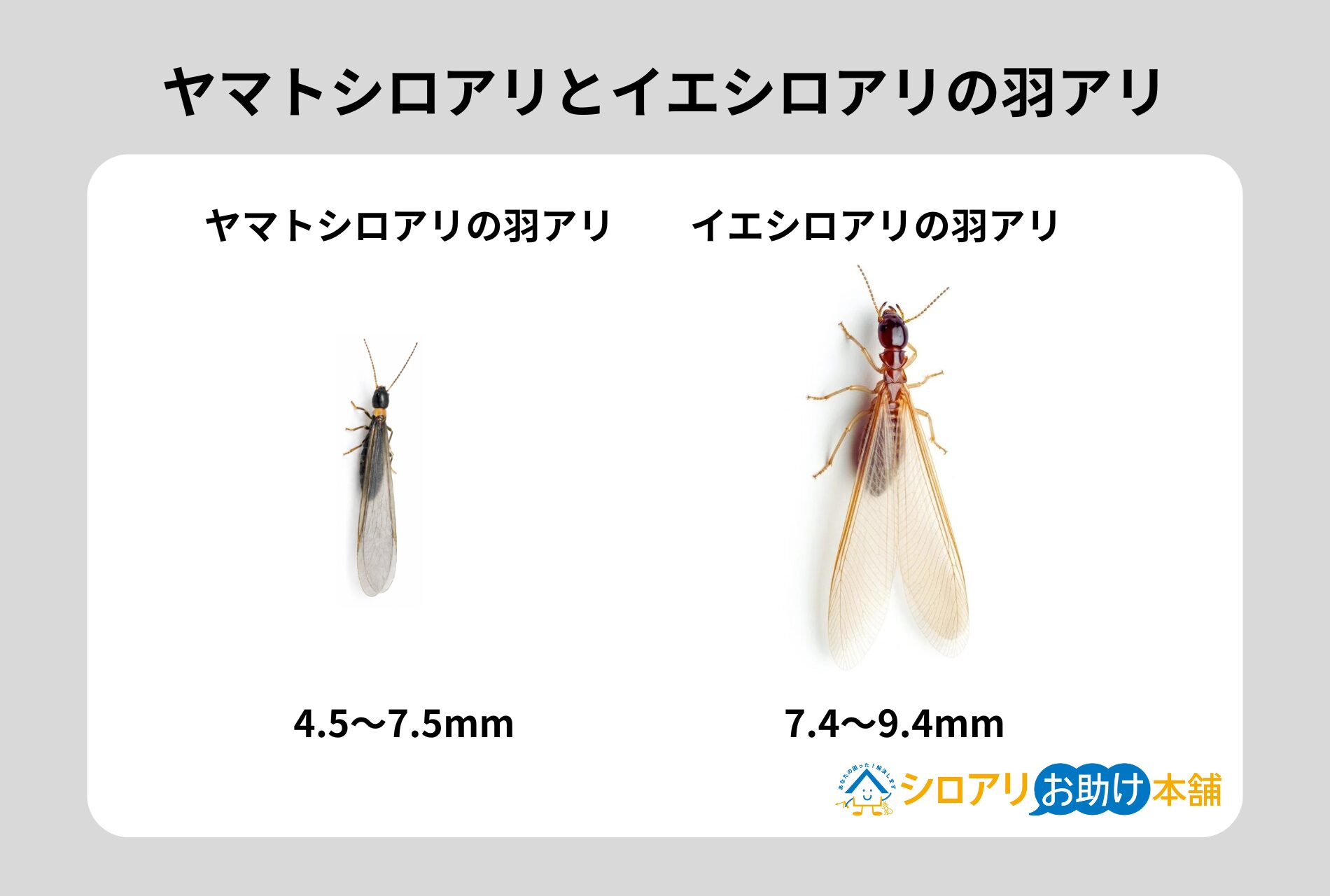 ヤマトシロアリとイエシロアリの羽アリ