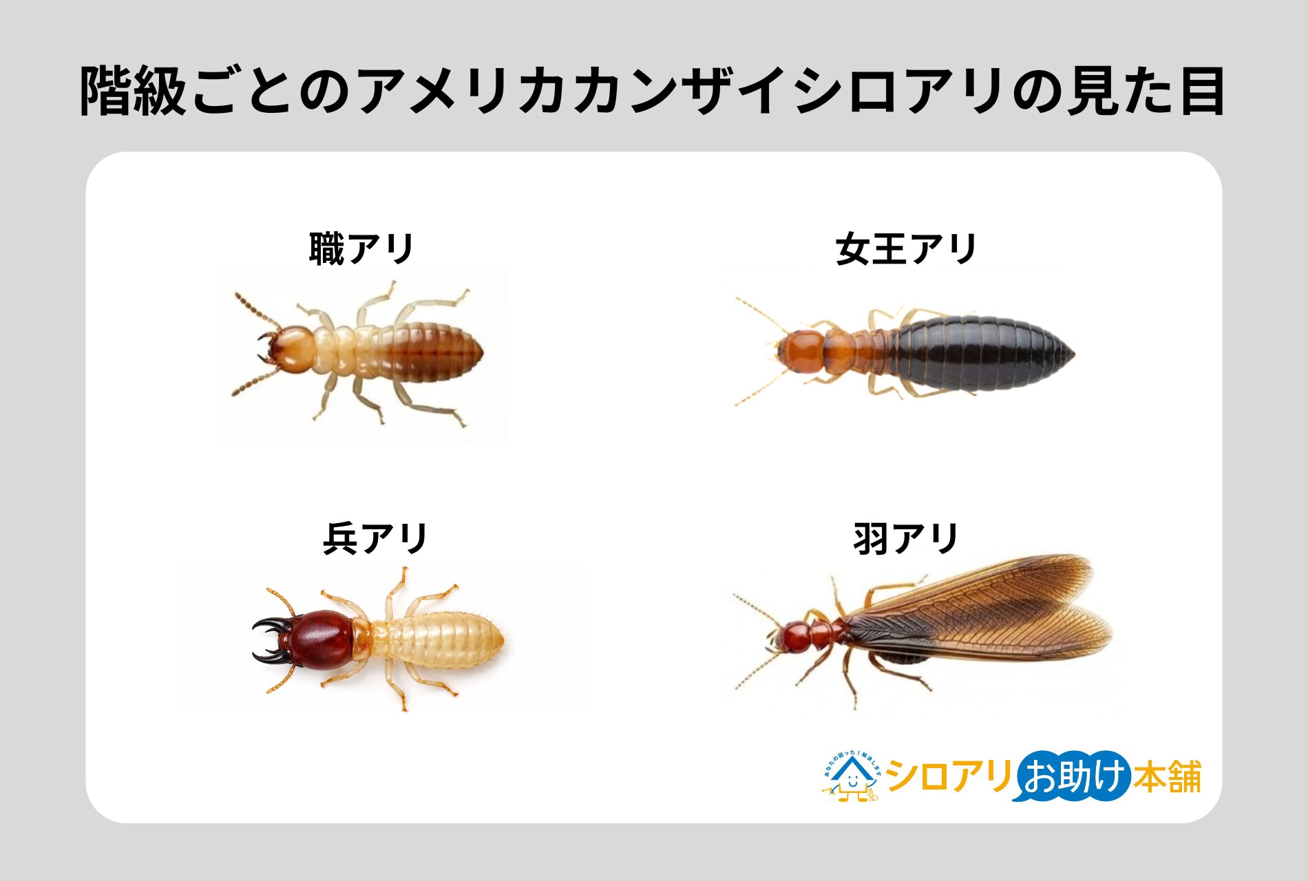 階級ごとのアメリカカンザイシロアリの見た目