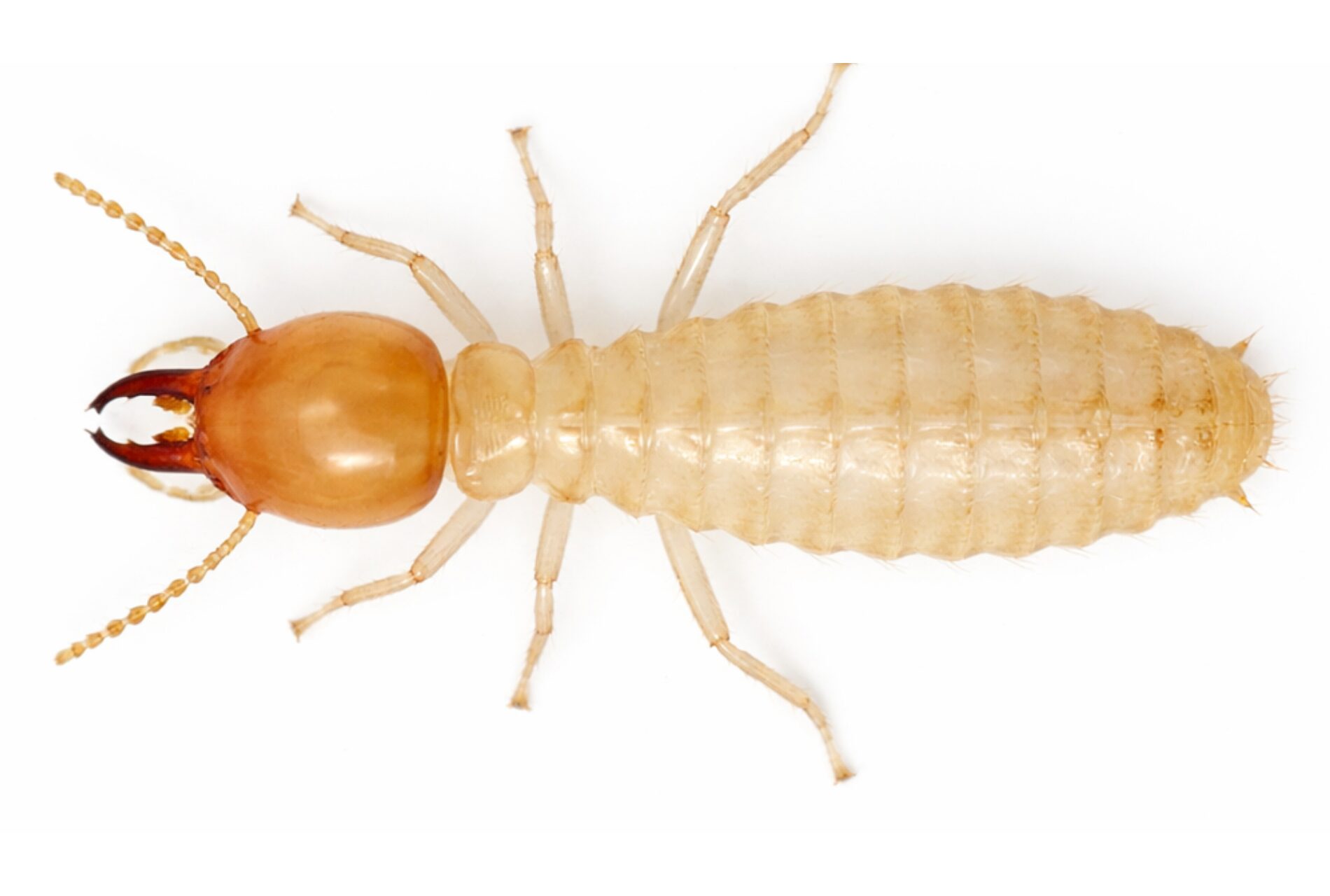 イエシロアリの兵アリ横