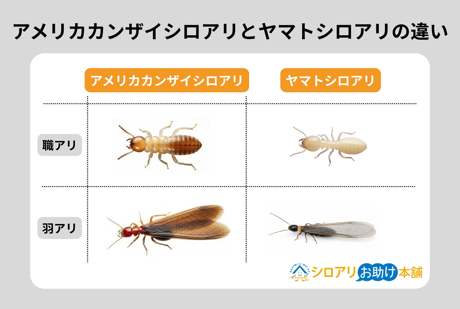 アメリカカンザイシロアリとヤマトシロアリの違い